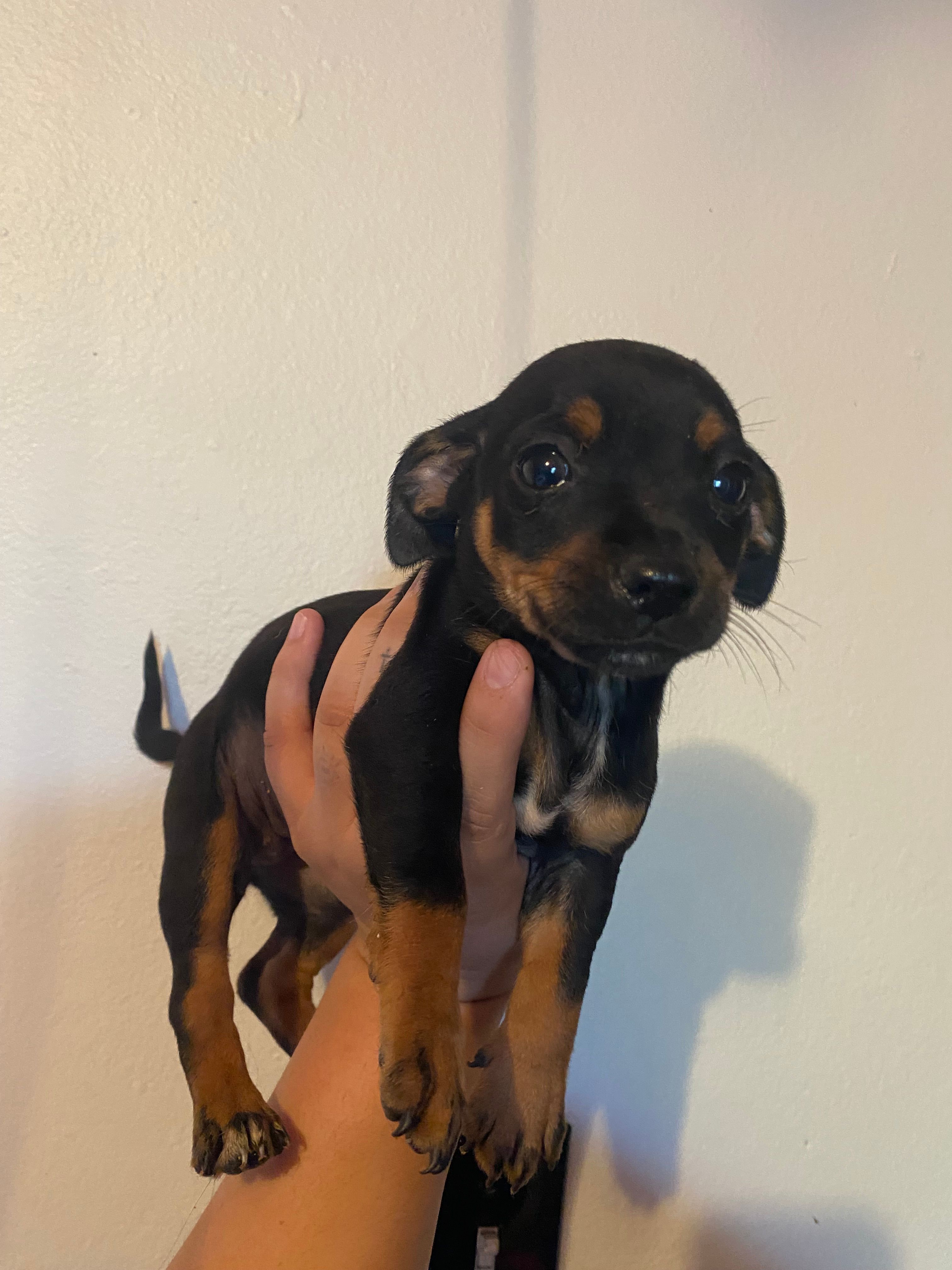 Daisy – Chihuahua puppy for sale in Winton, CA