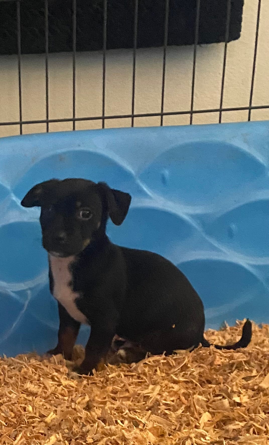 Jaxx  – Chihuahua, Miniature Pinscher puppy for sale in Winton, CA