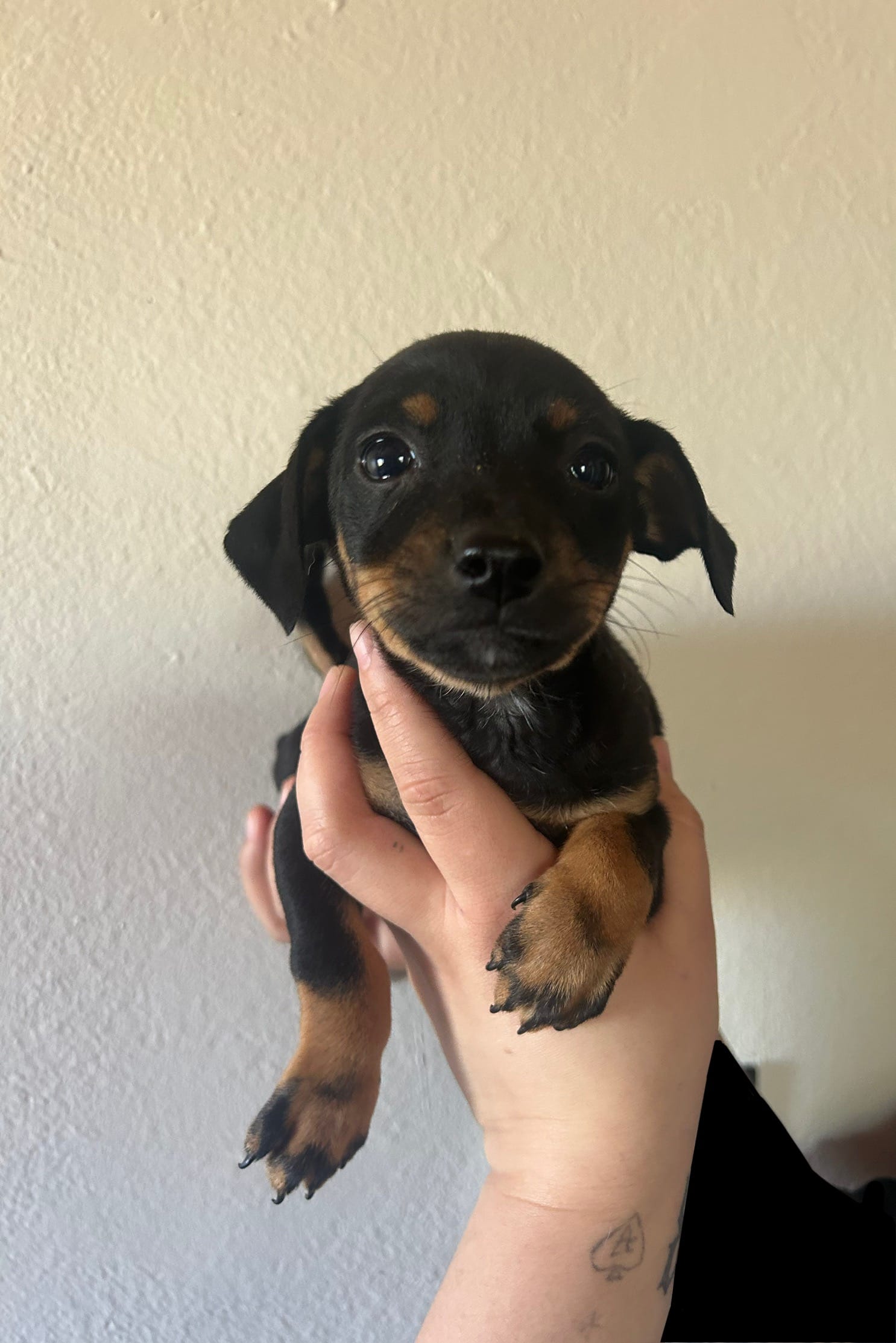 Brownie – Chihuahua puppy for sale in Winton, CA