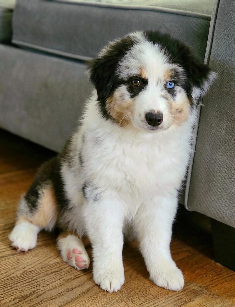 Loretta  – Australian Shepherd puppy for sale in Stanford, KY