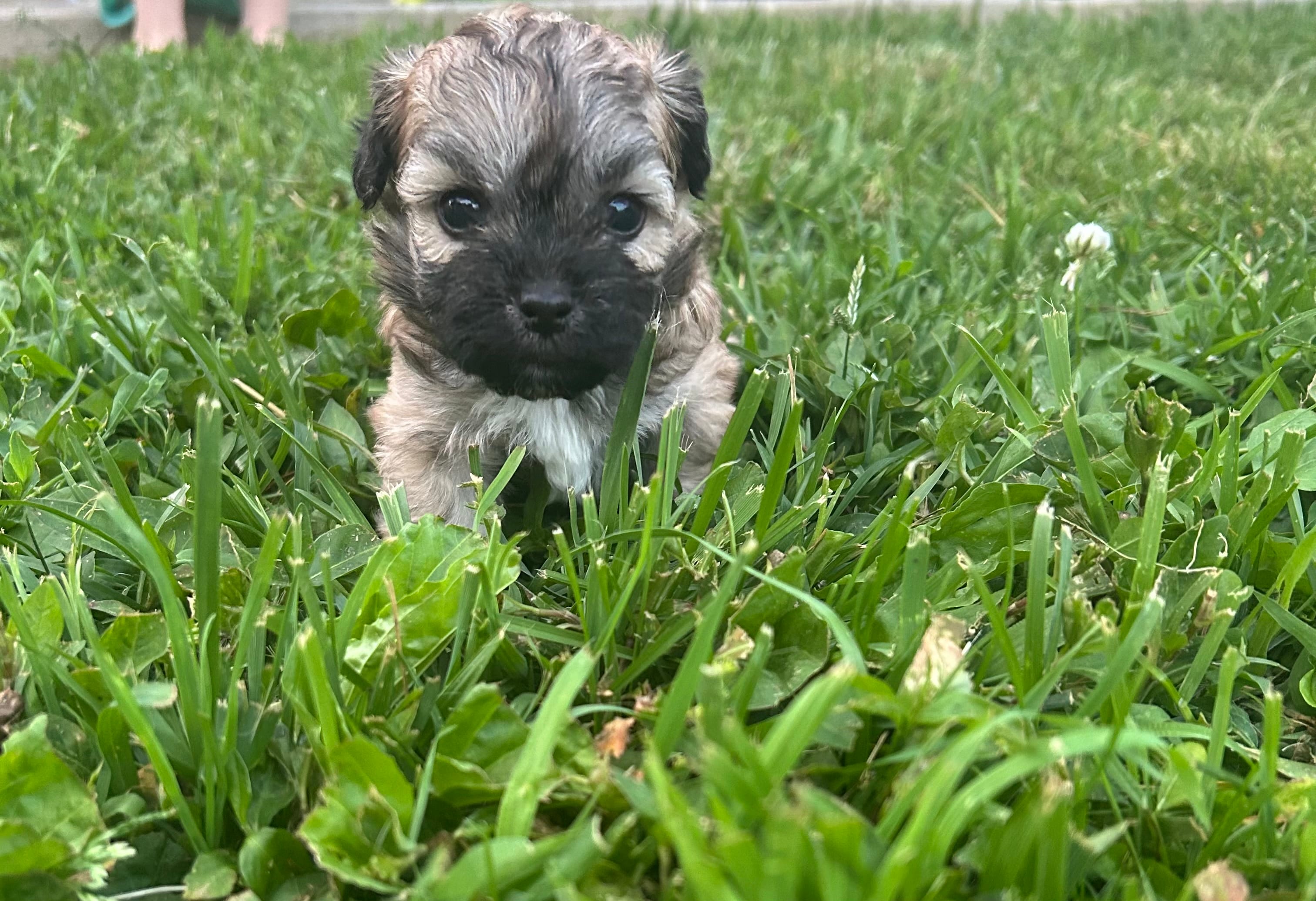 Female maltipoo – Maltipoo puppy for sale in Lily, KY