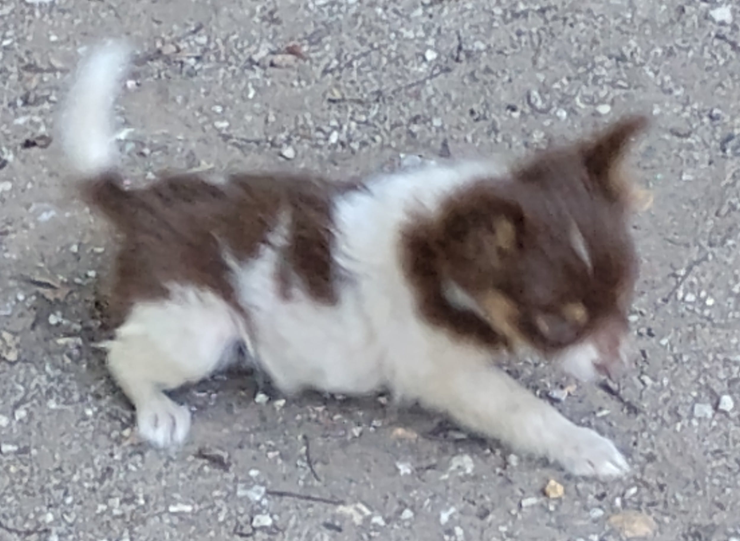 Patches  – Chihuahua puppy for sale in Tuscumbia, AL
