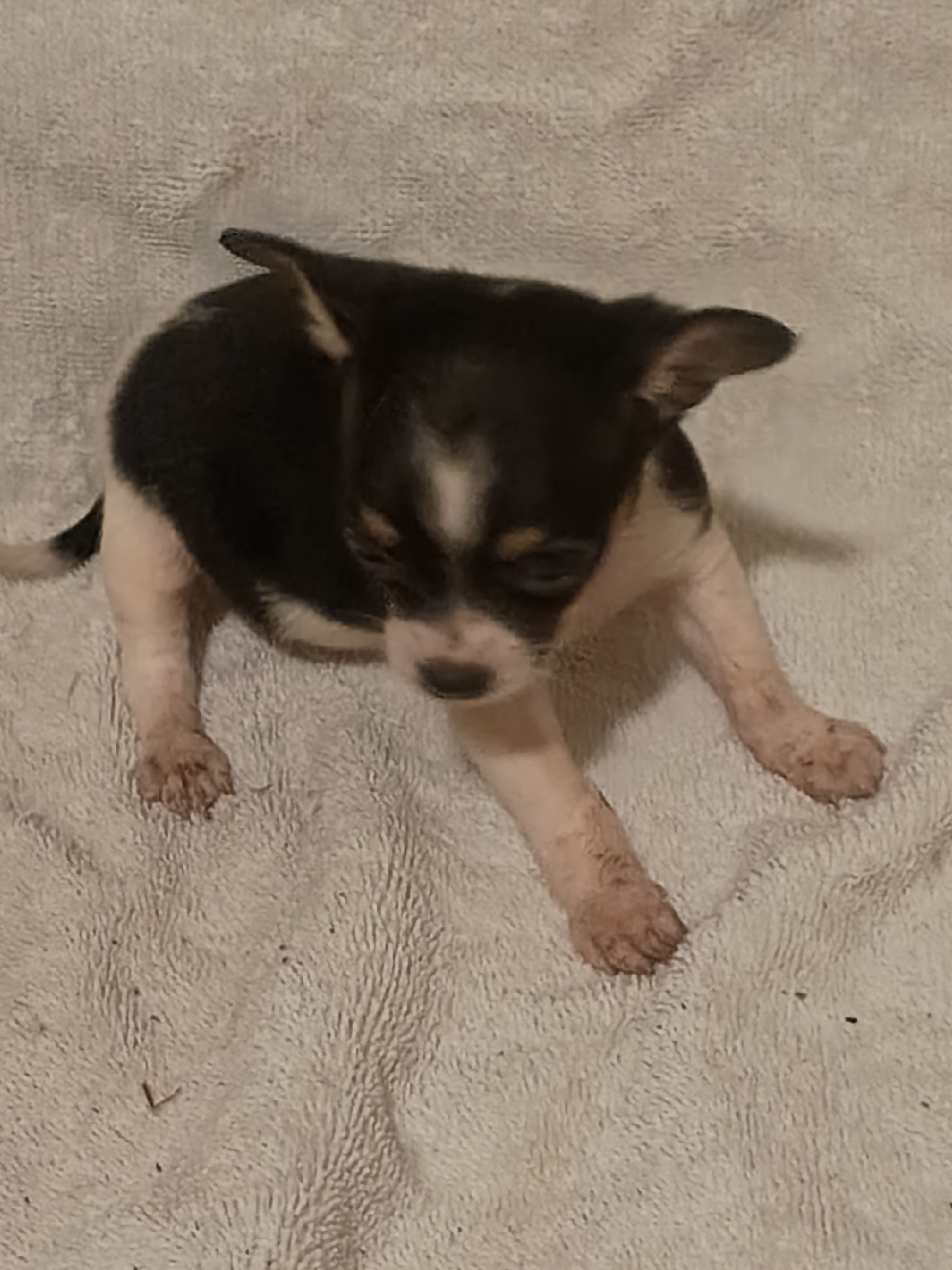 Patches  – Chihuahua puppy for sale in Tuscumbia, AL