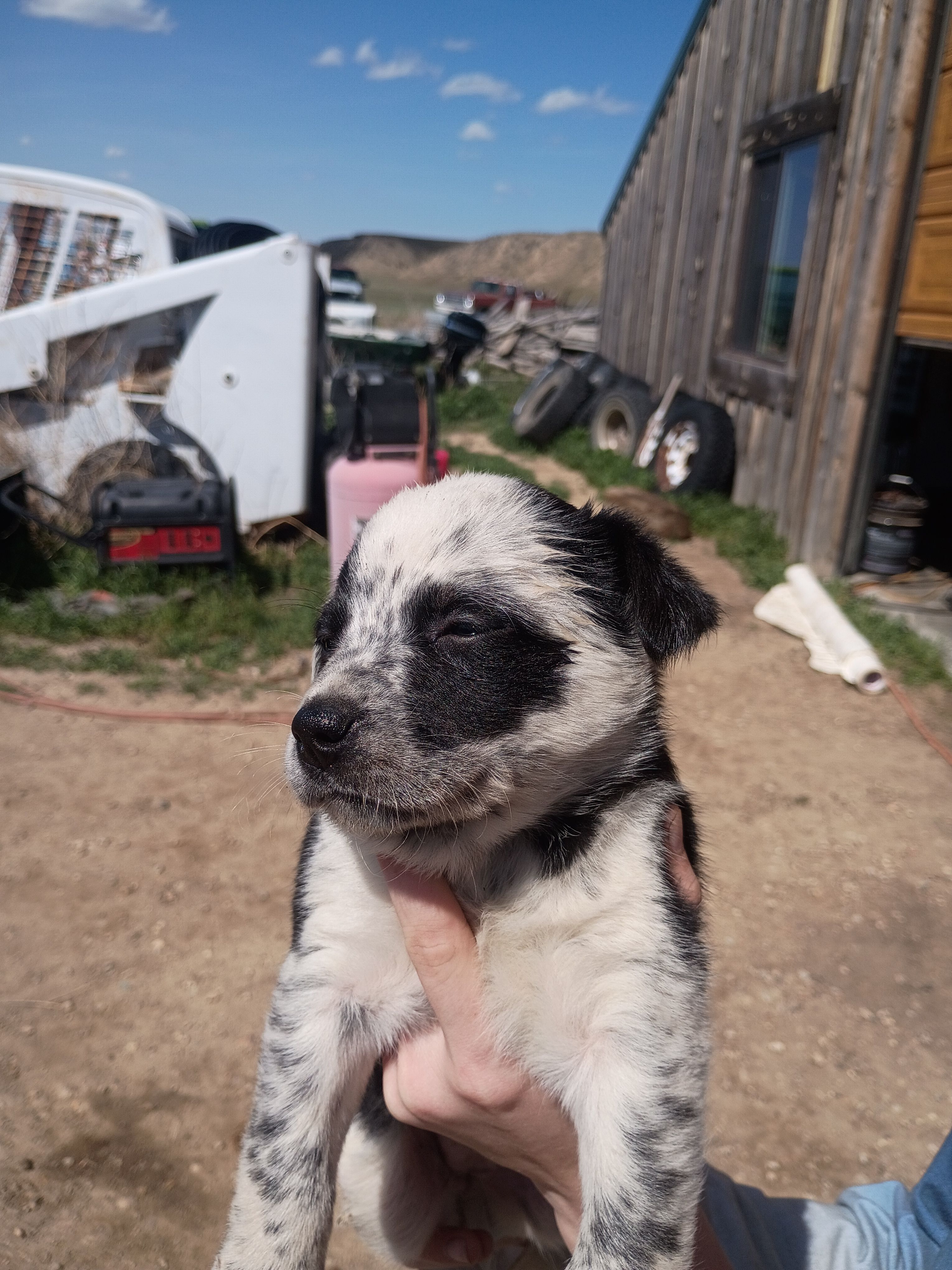 Panda – Border Collie puppy for sale in Clearmont, WY