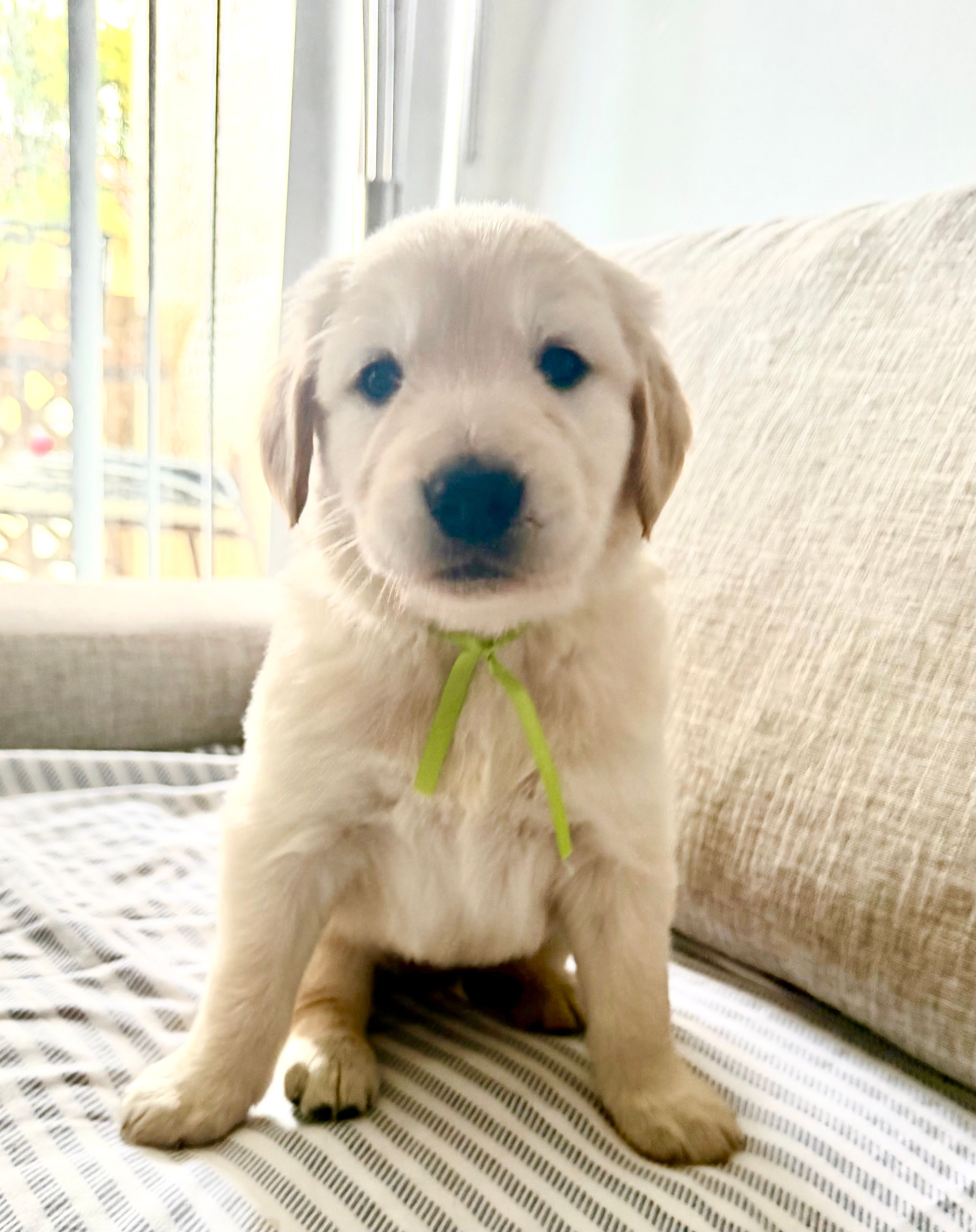 Green – Golden Retriever puppy for sale in Miami Lakes, FL