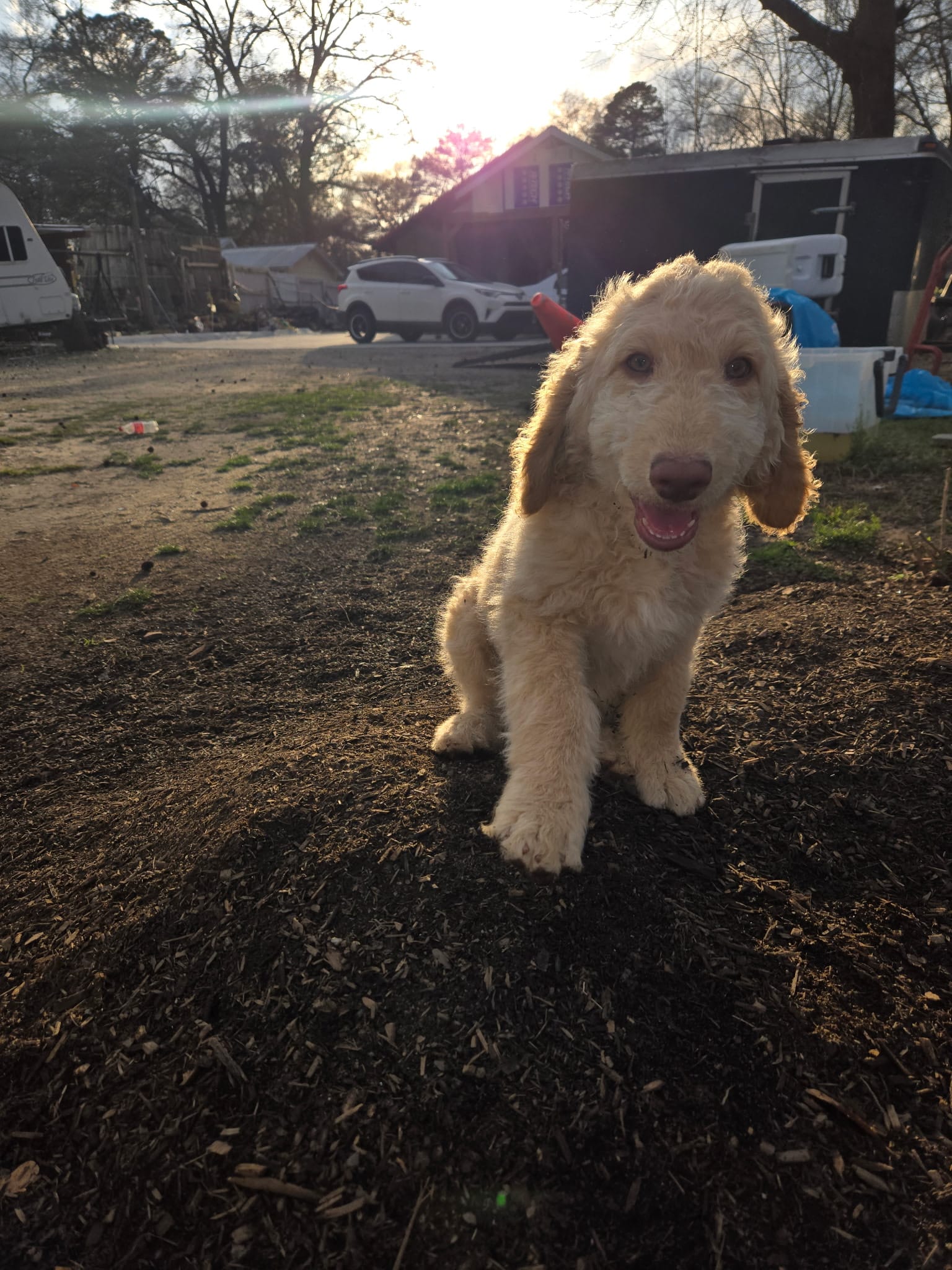 Eren  – Goldendoodle, Poodle - Standard  puppy for sale in Morrow, GA