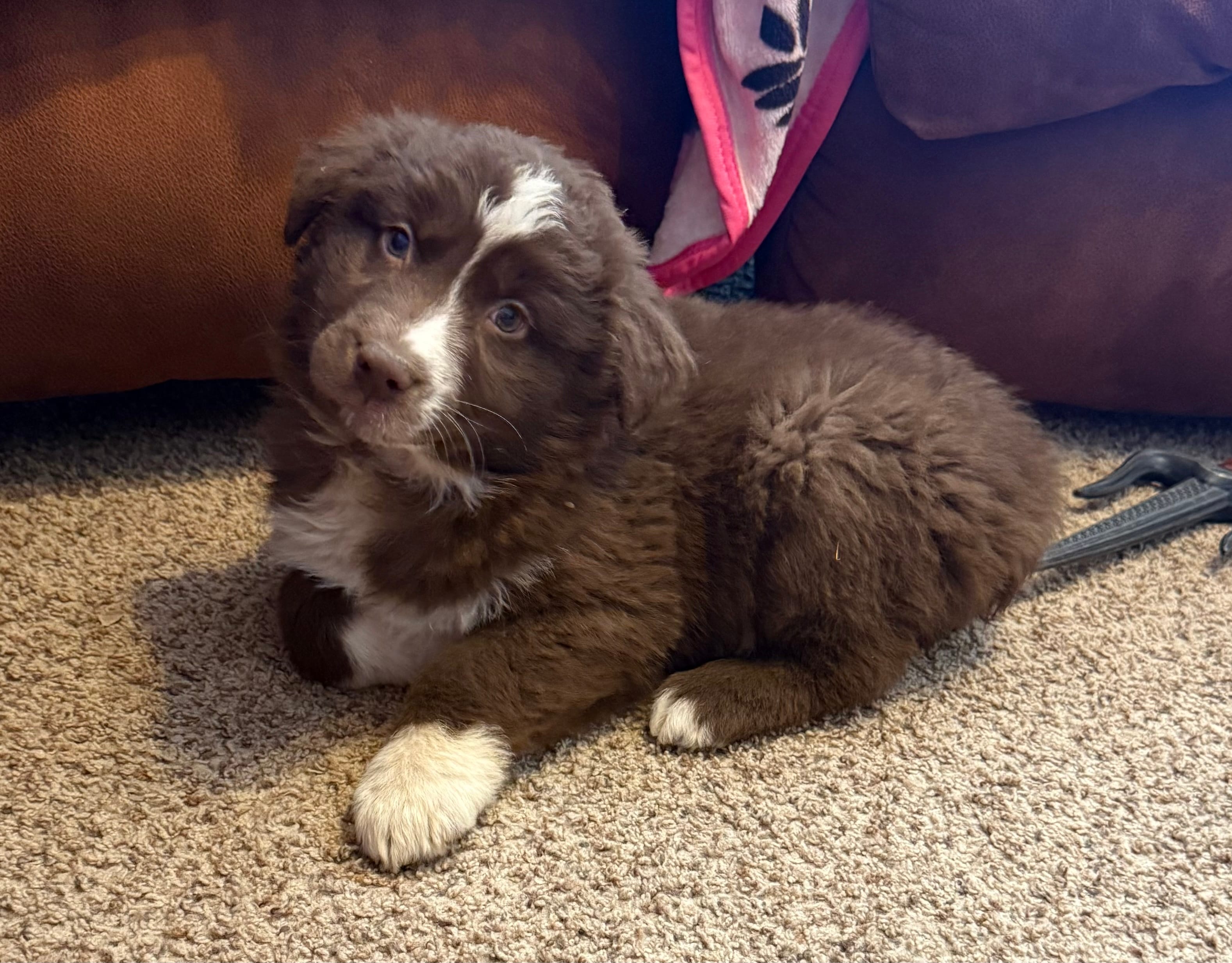 Tammy – Australian Shepherd puppy for sale in Merrill, IA