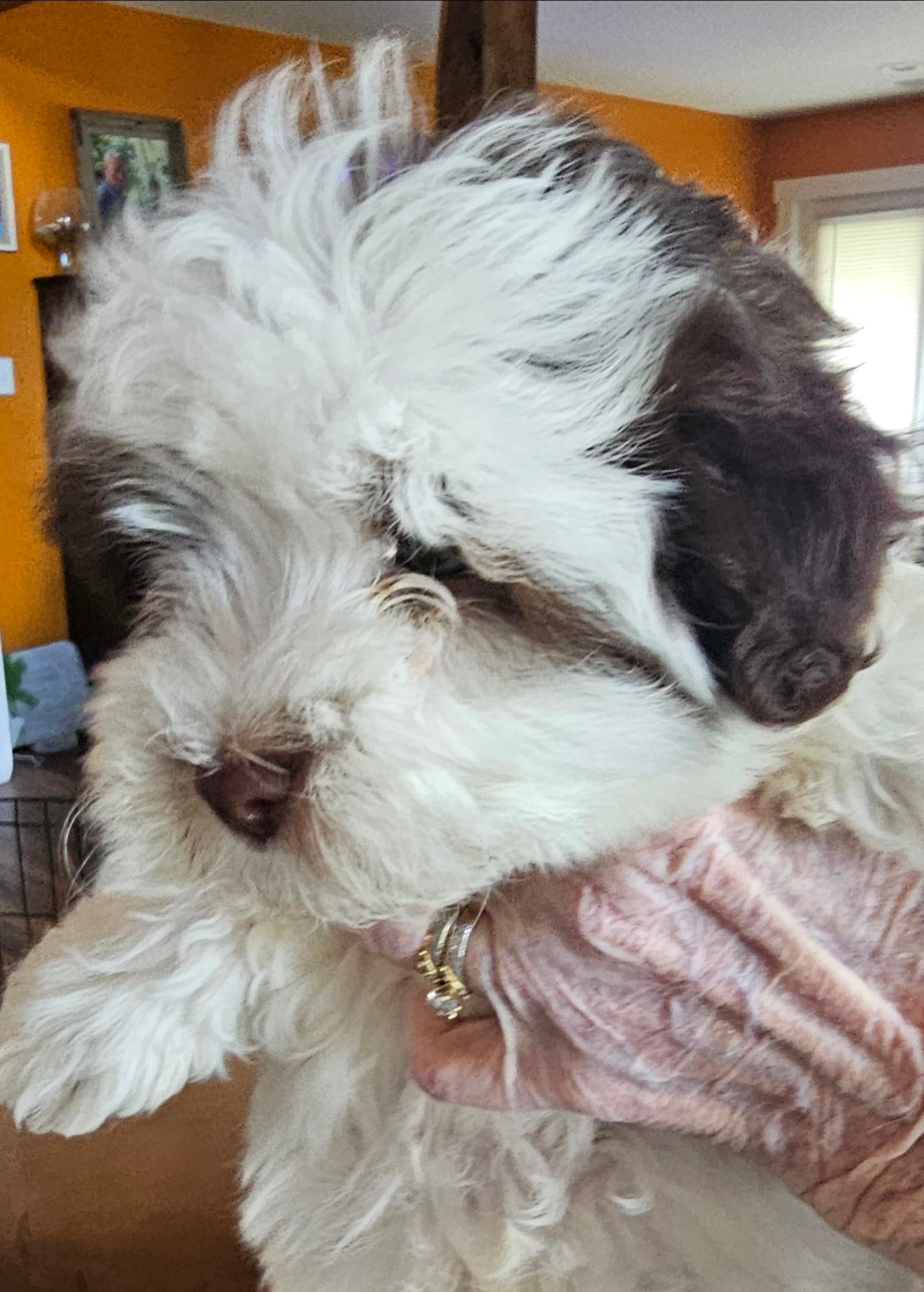 Akc male 2 – Havanese puppy for sale in Harrodsburg, KY