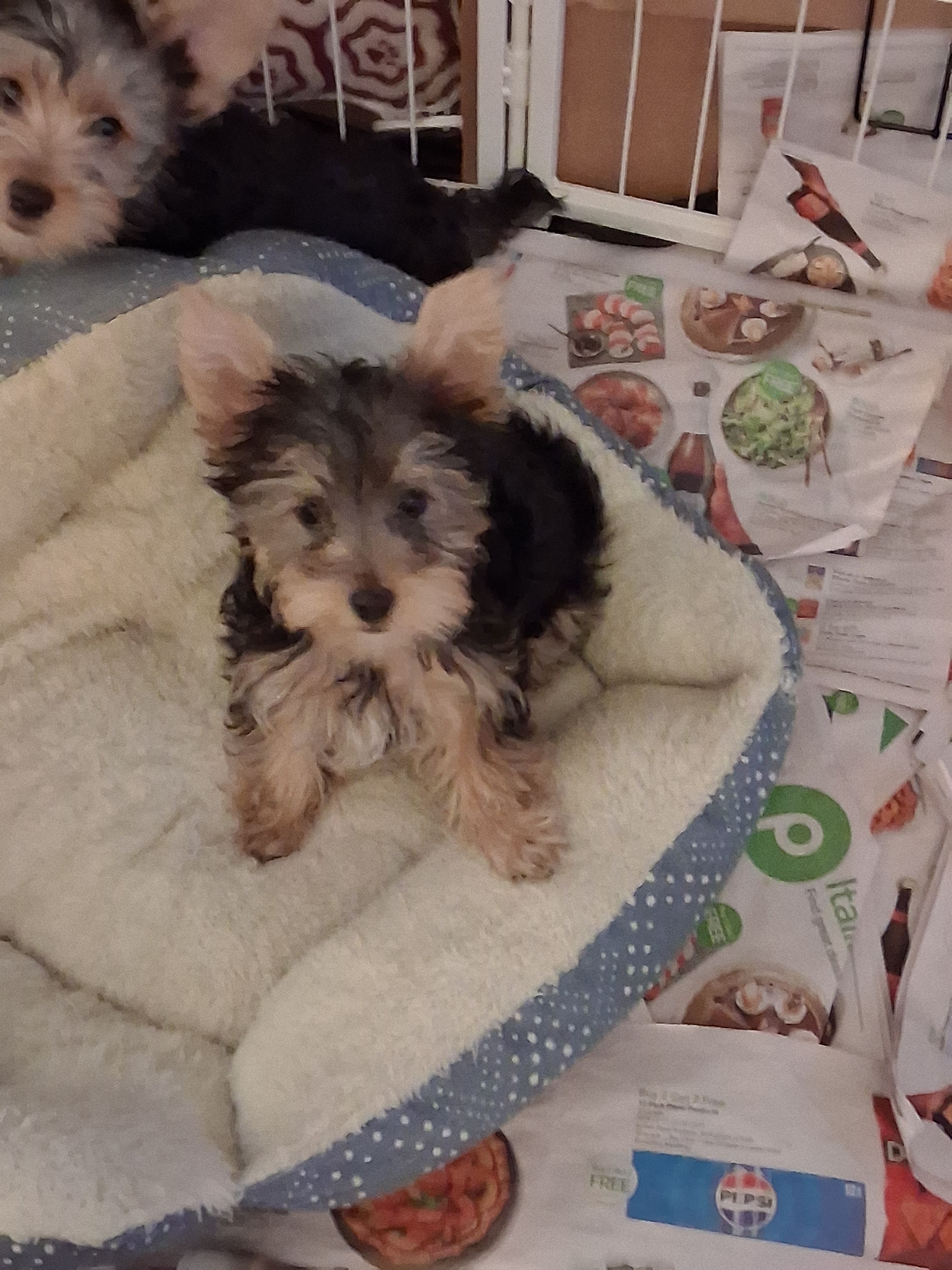 Layla – Yorkshire Terrier puppy for sale in Saint Petersburg, FL