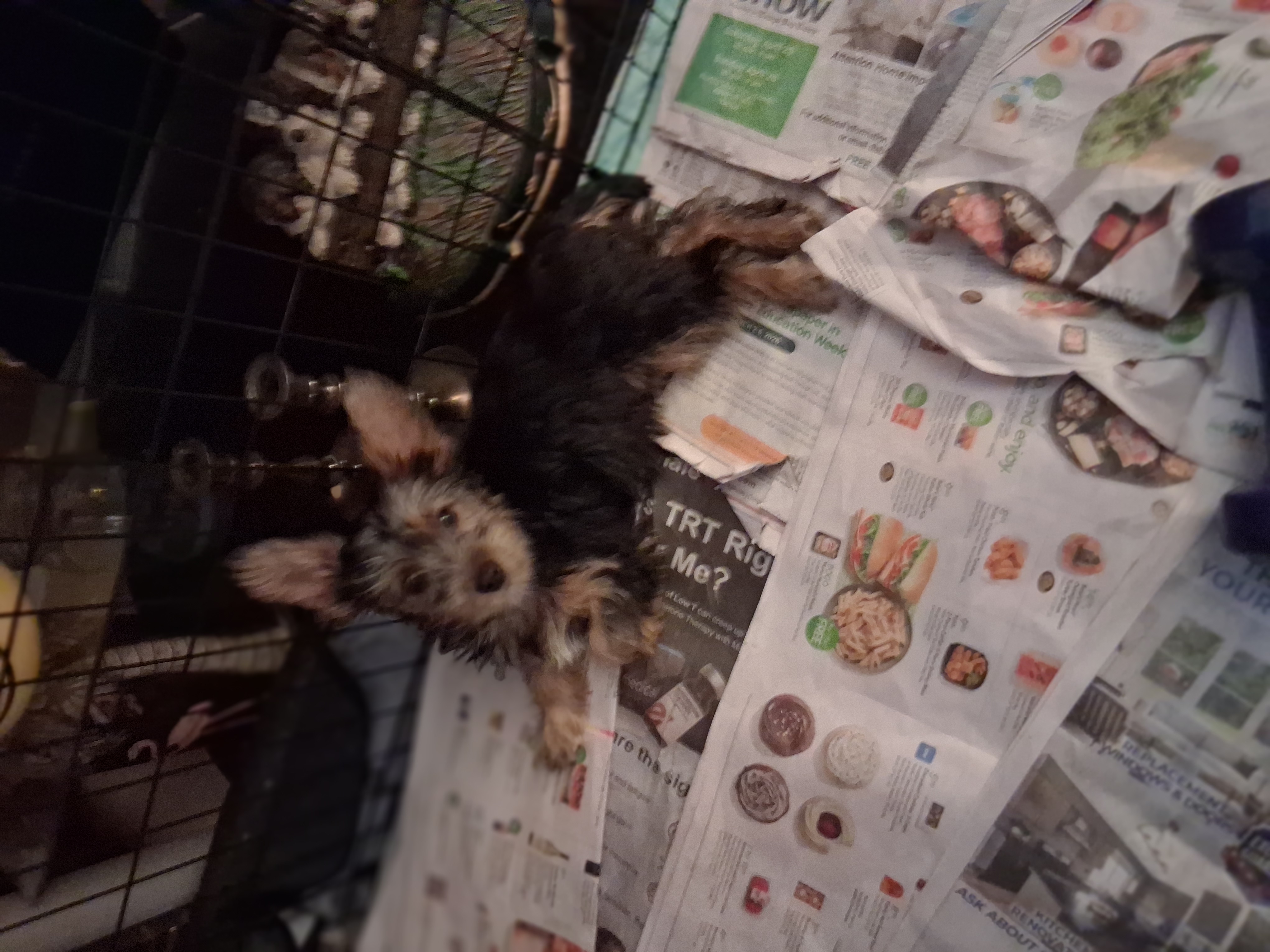 Layla – Yorkshire Terrier puppy for sale in Saint Petersburg, FL