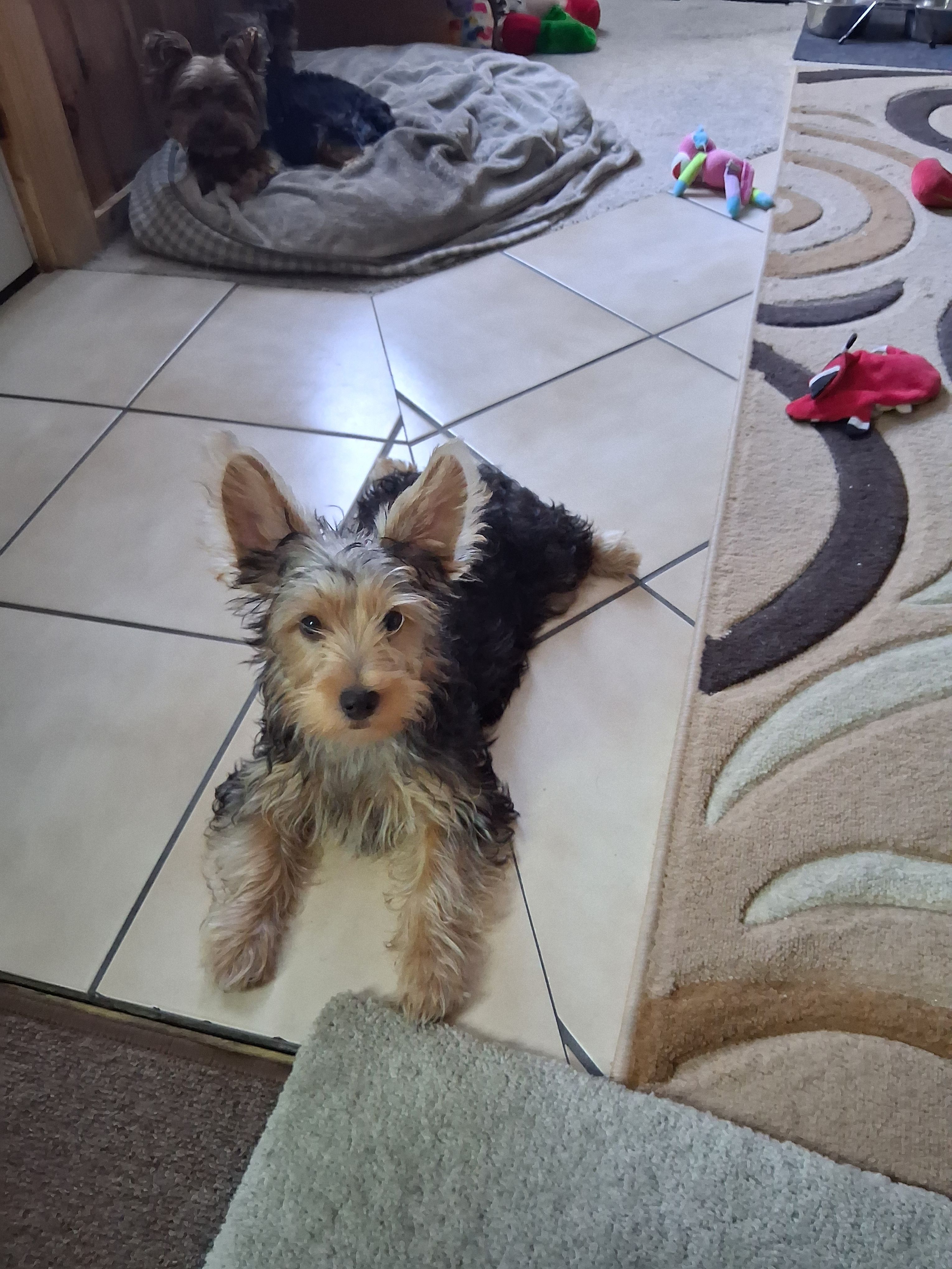 Jake – Yorkshire Terrier puppy for sale in Saint Petersburg, FL