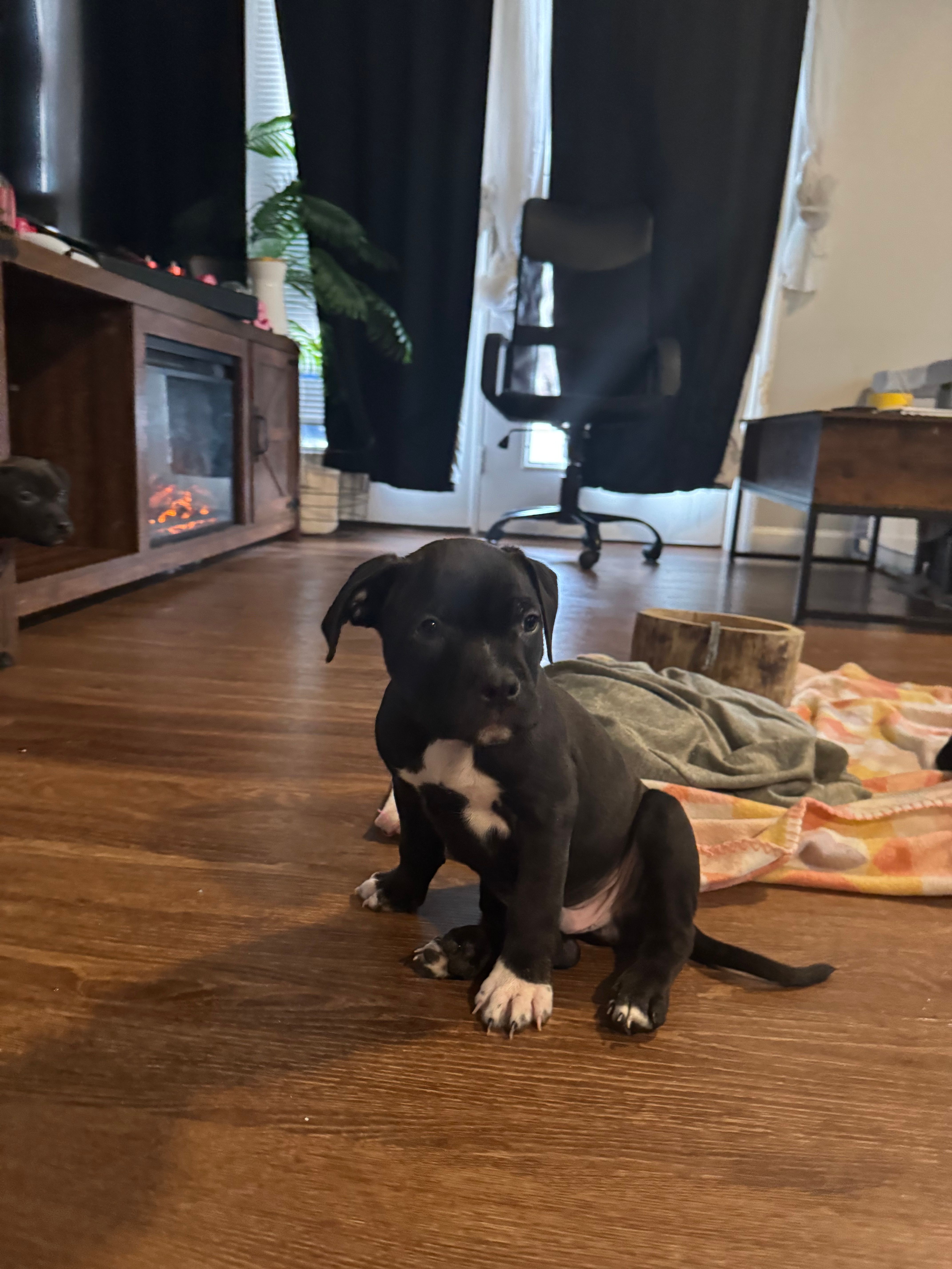 Onyx – American Staffordshire Terrier puppy for sale in Boston, MA