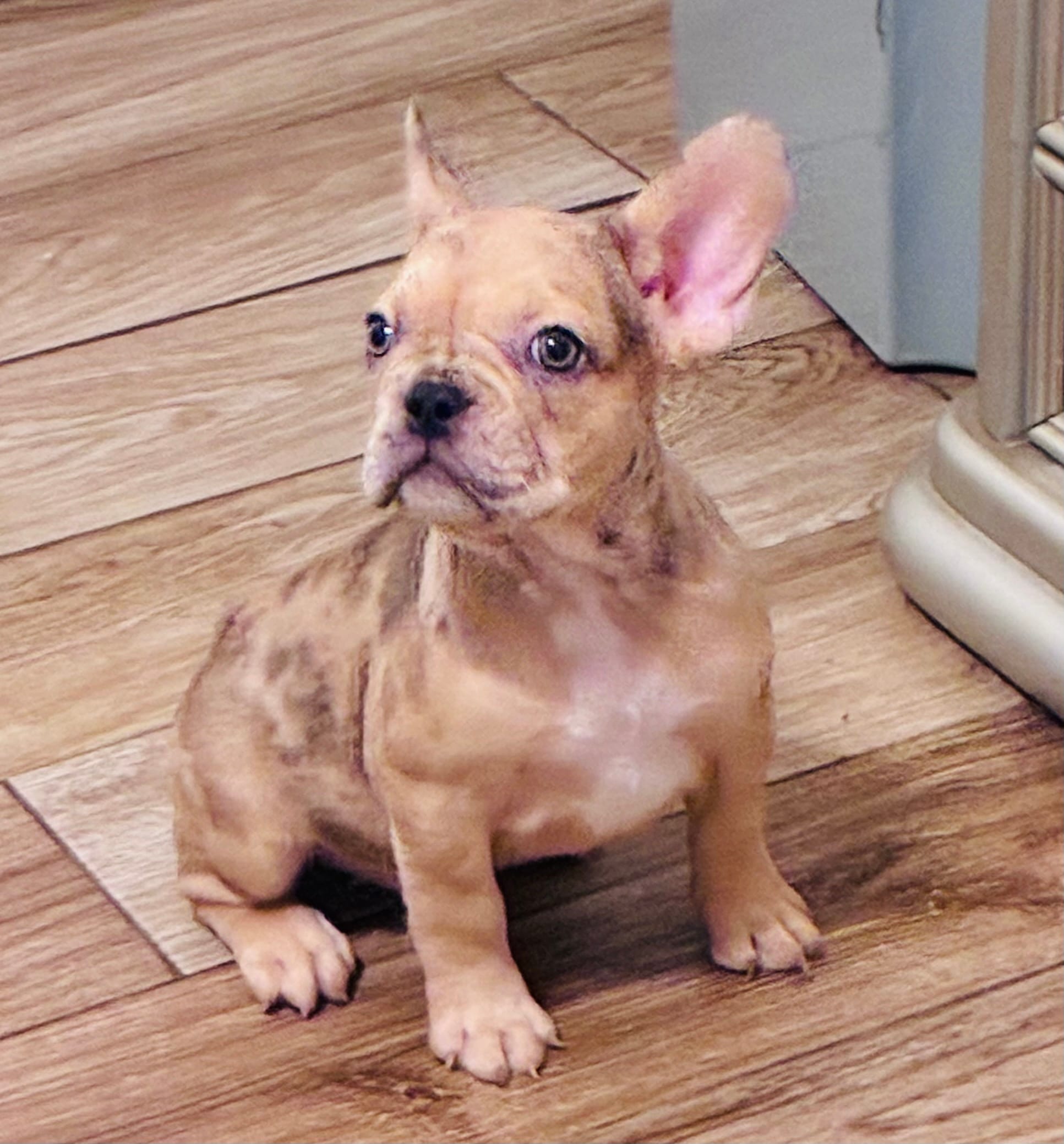 Sady – French Bulldog puppy for sale in Baton Rouge, LA