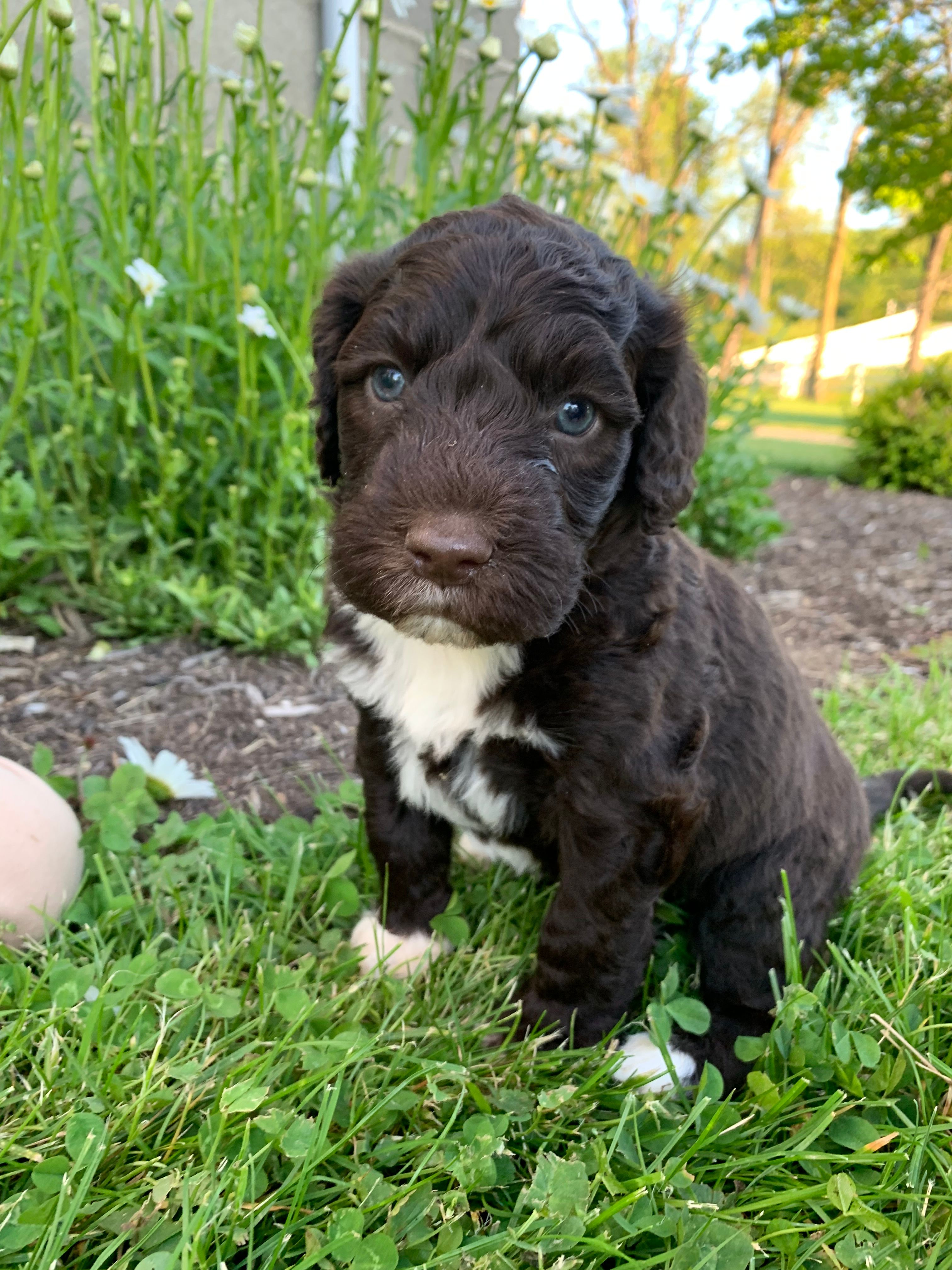 Milo – Portuguese Water Dog puppy for sale in Millersburg, OH