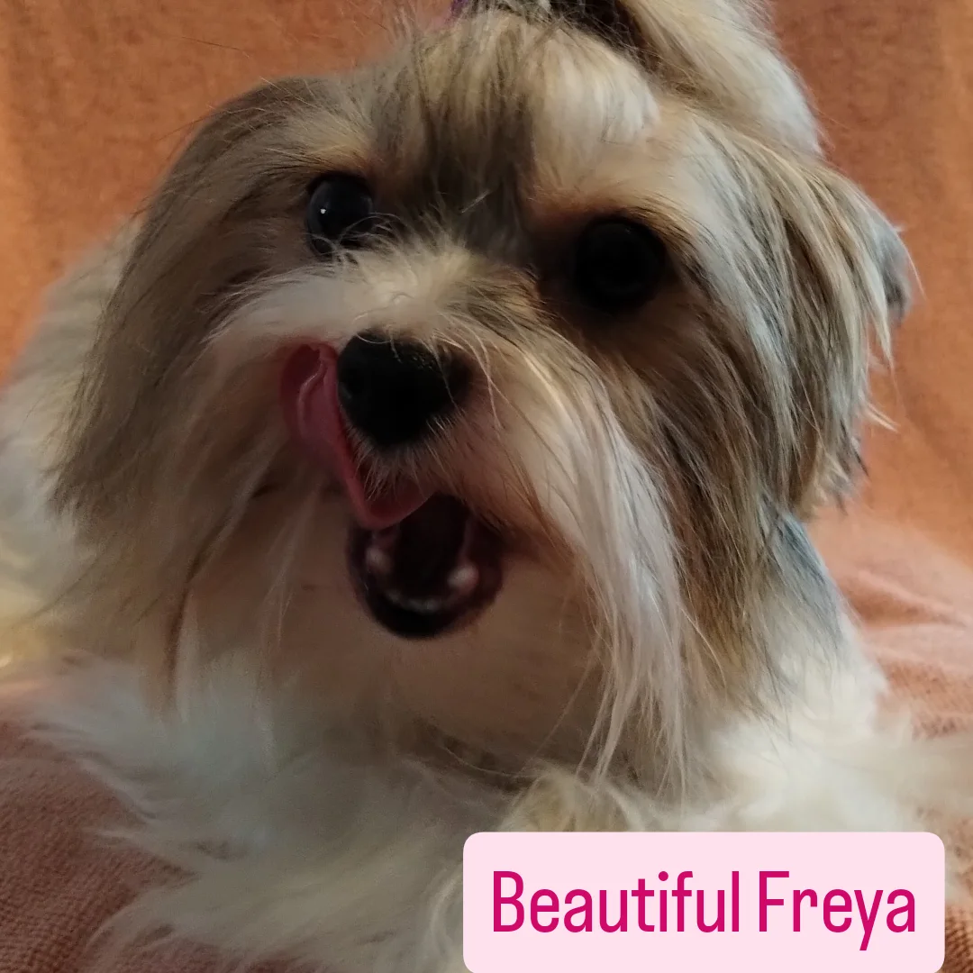 Freya – Yorkshire Terrier puppy for sale in Ocala, FL