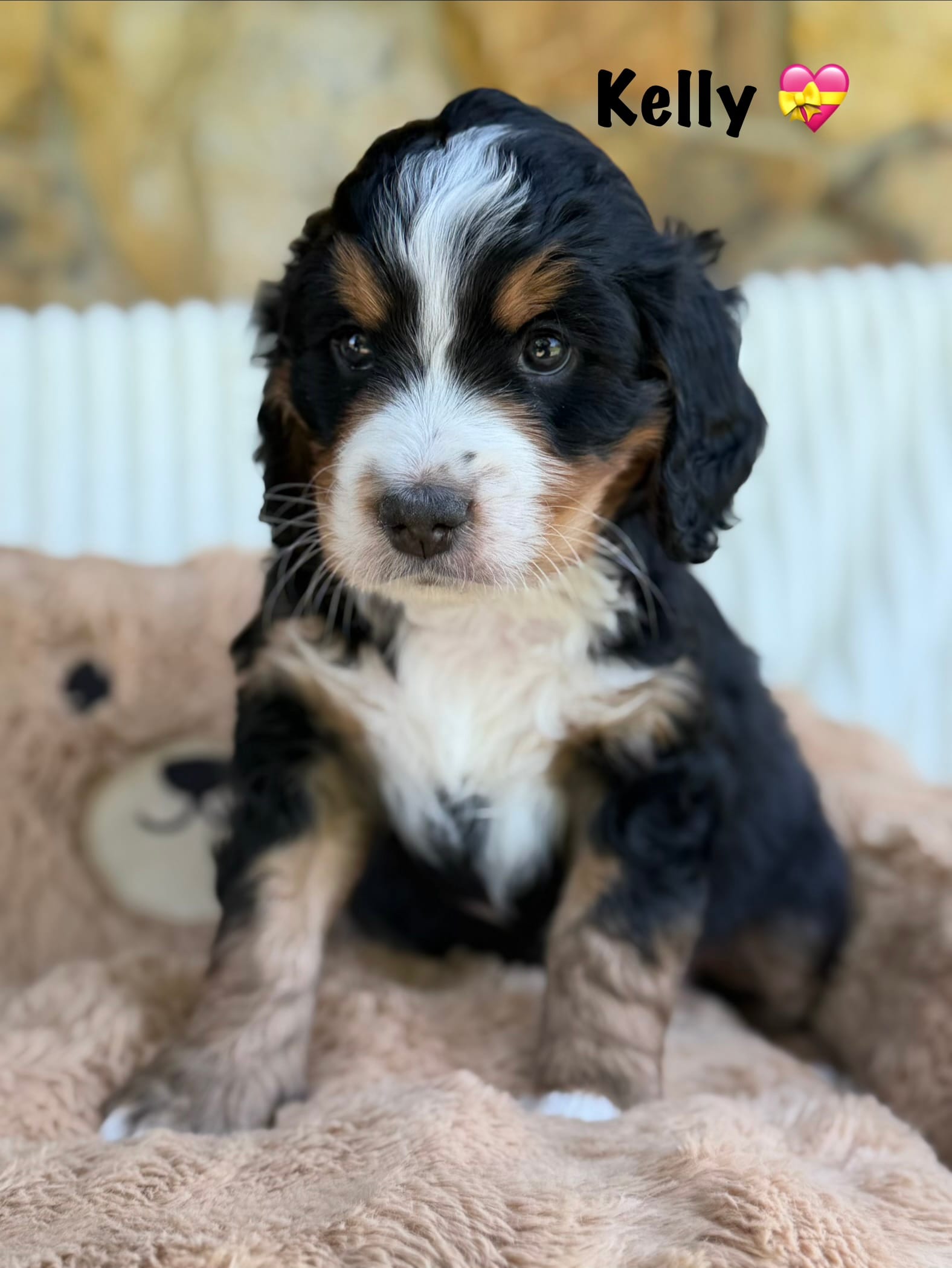 Kelly Tri-Color – Bernedoodle puppy for sale in Dillsboro, IN