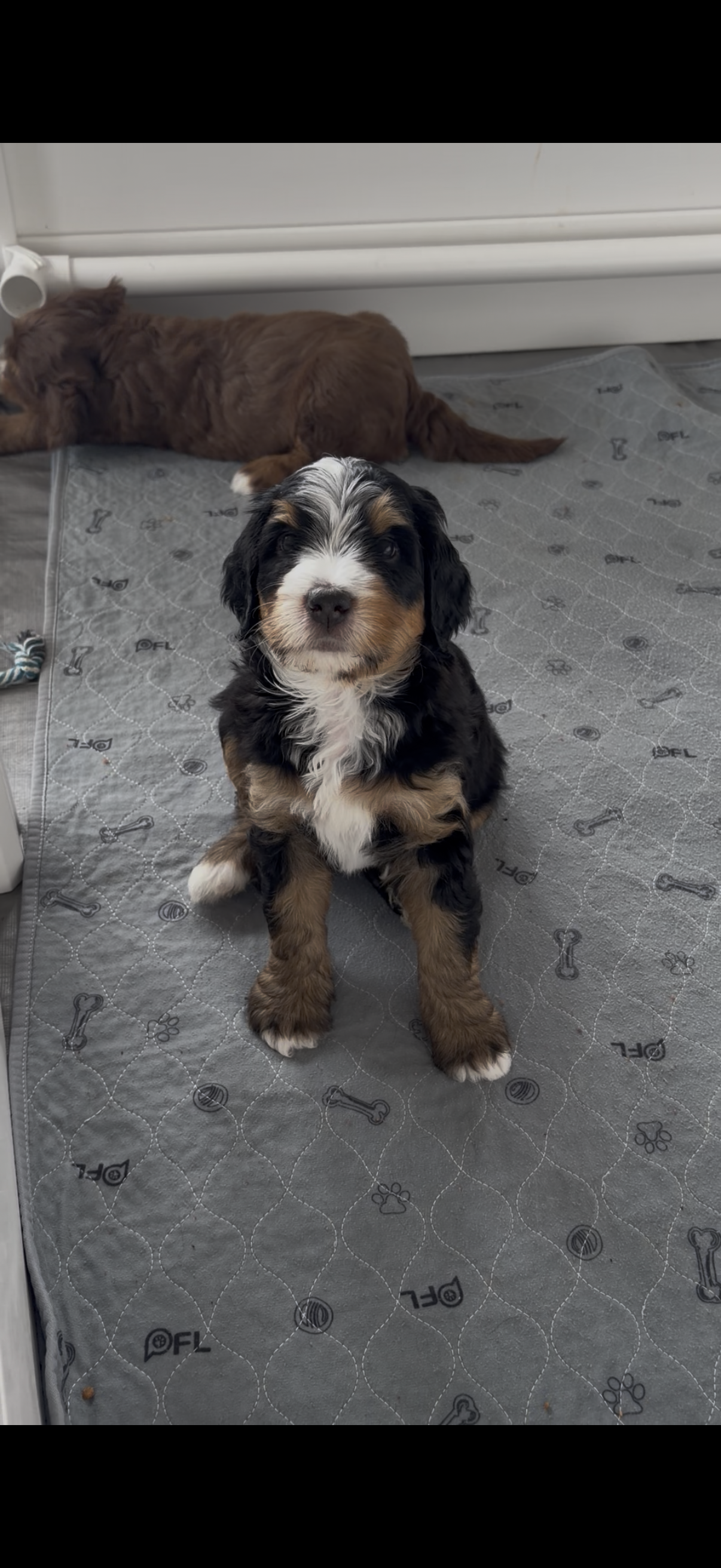 Michael – Bernedoodle puppy on hold in Dillsboro, IN