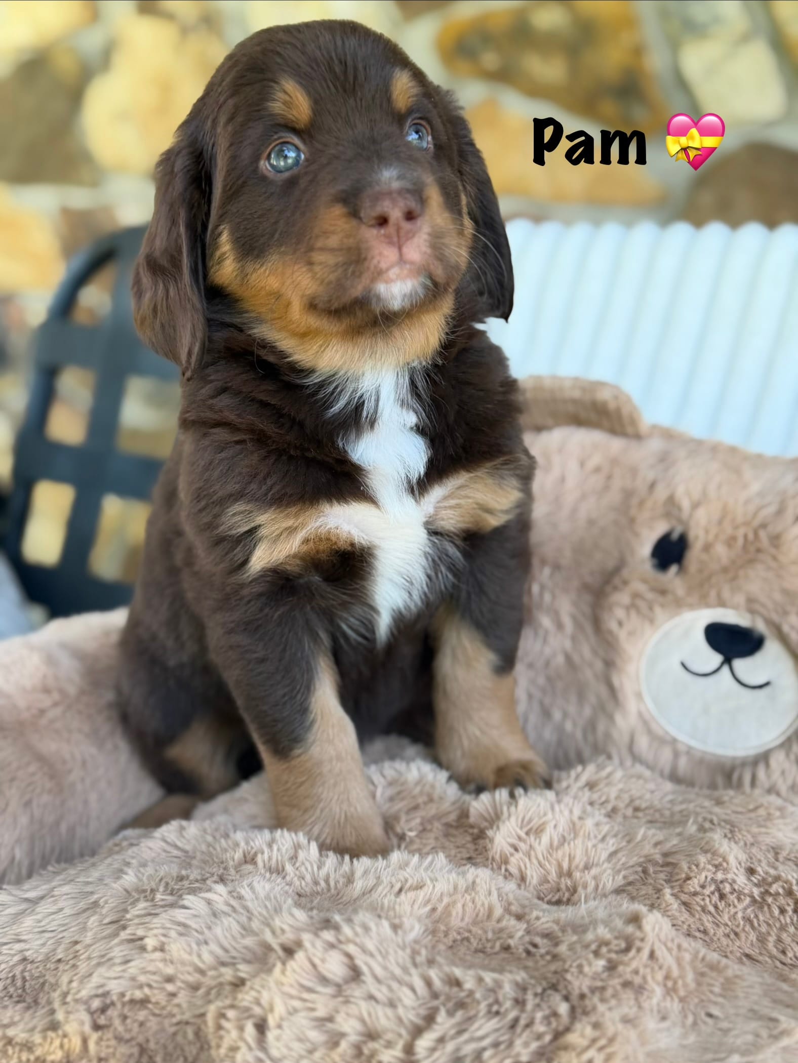 Pam – Bernedoodle puppy for sale in Dillsboro, IN
