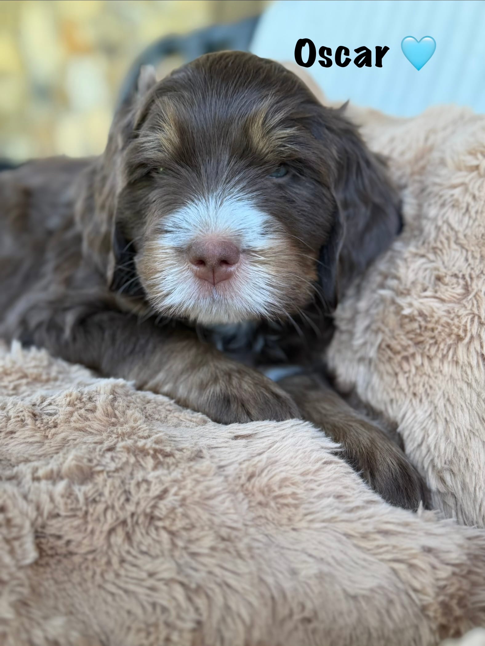 Oscar Choc Tri – Bernedoodle puppy for sale in Dillsboro, IN
