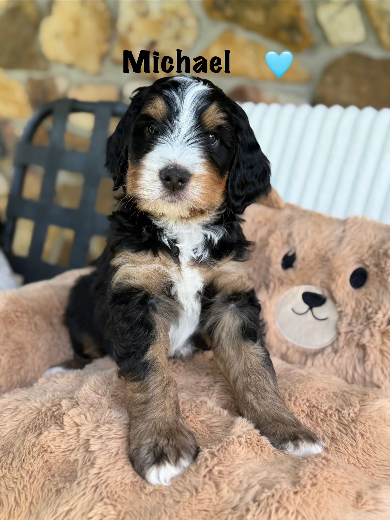 Michael – Bernedoodle puppy on hold in Dillsboro, IN