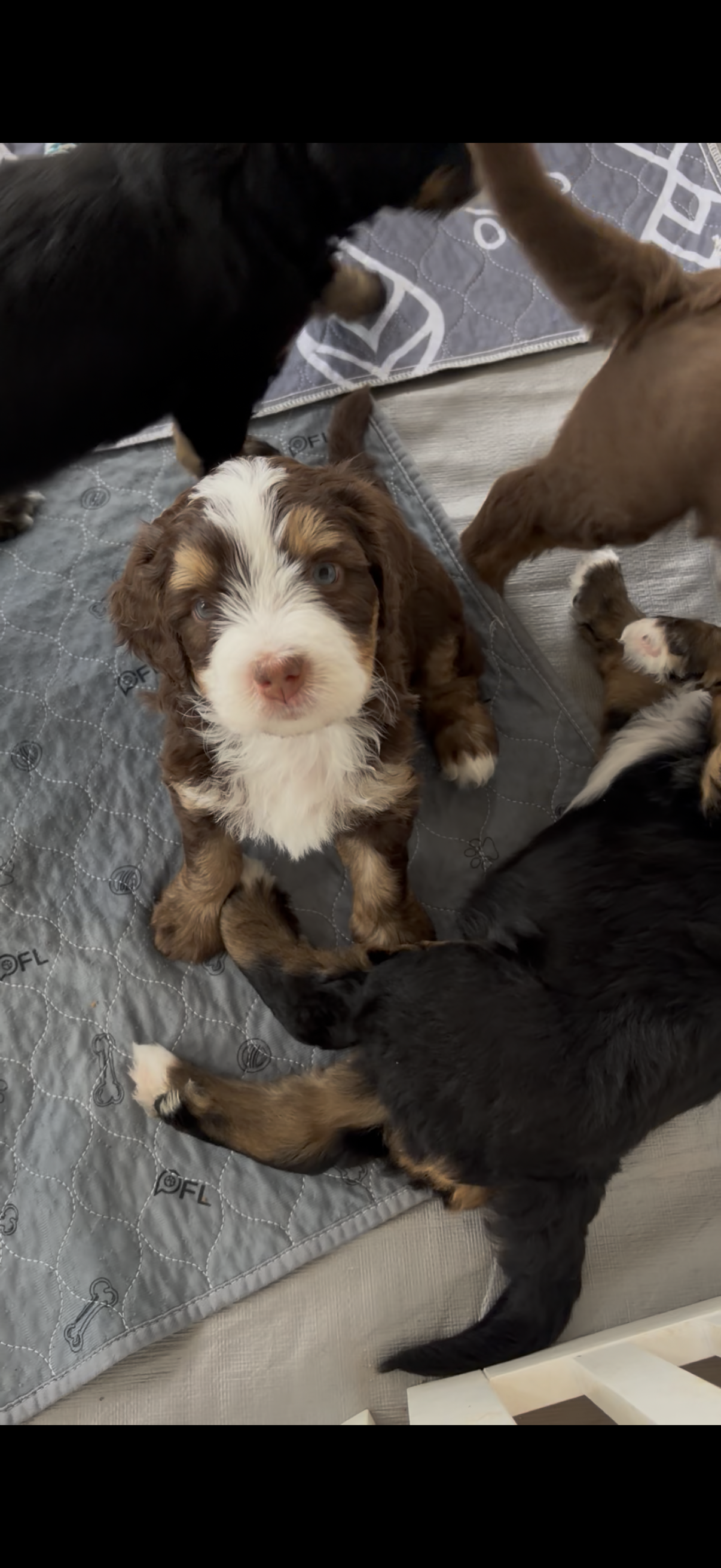 Jan – Bernedoodle puppy on hold in Dillsboro, IN