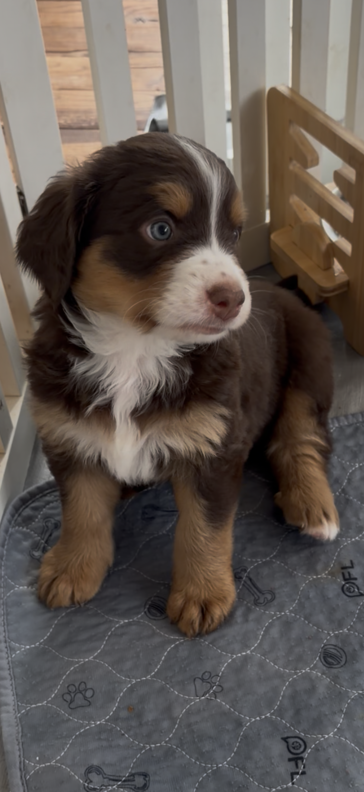Phyllis Choc Tri  – Bernedoodle puppy for sale in Dillsboro, IN