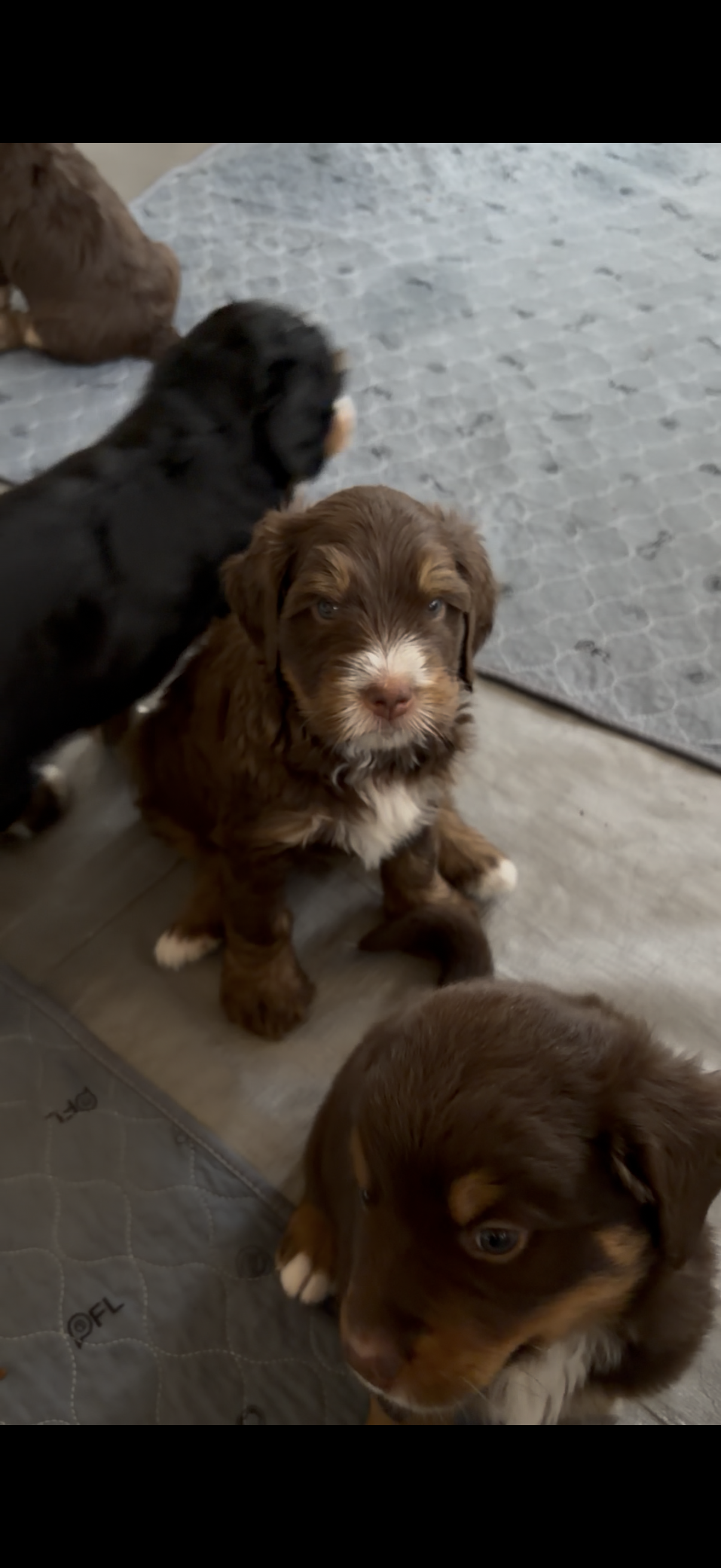 Oscar Choc Tri – Bernedoodle puppy for sale in Dillsboro, IN