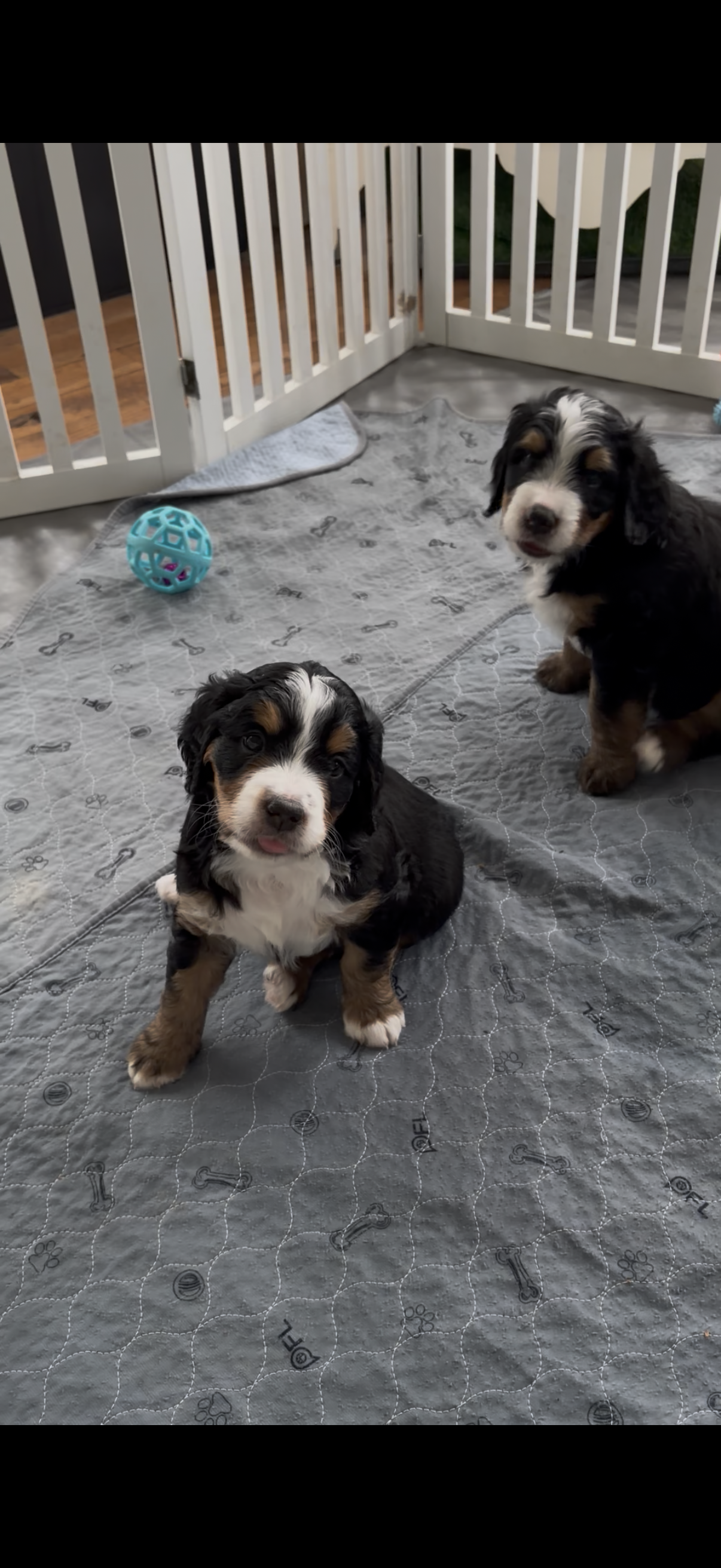 Kelly Tri-Color – Bernedoodle puppy for sale in Dillsboro, IN