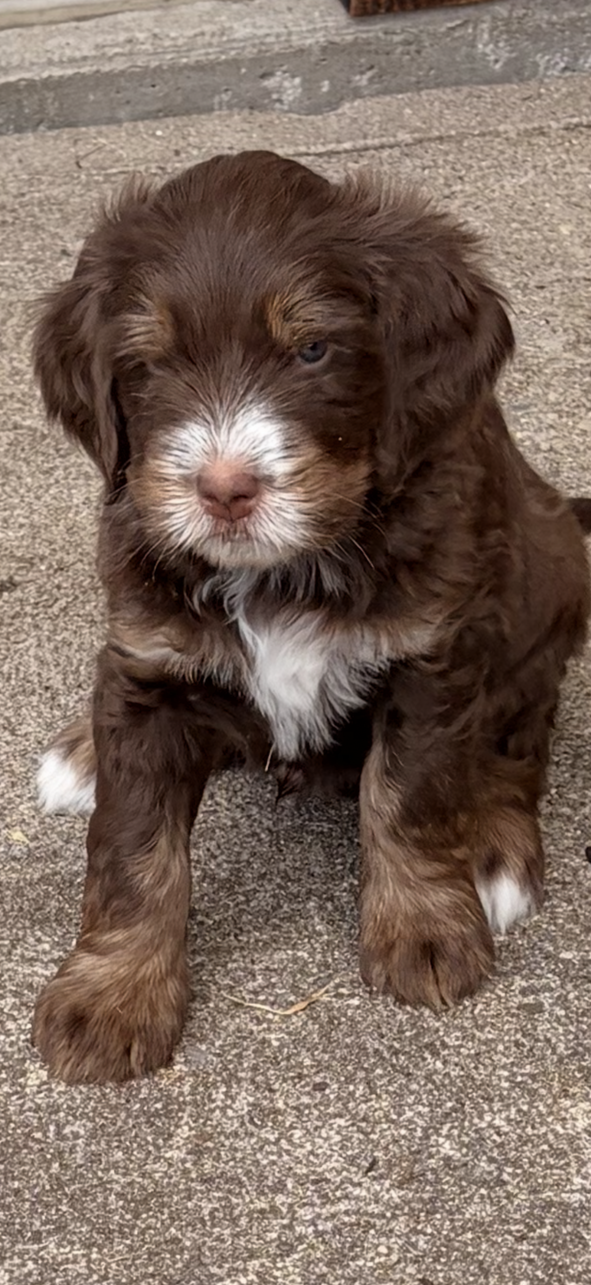Oscar Choc Tri – Bernedoodle puppy for sale in Dillsboro, IN