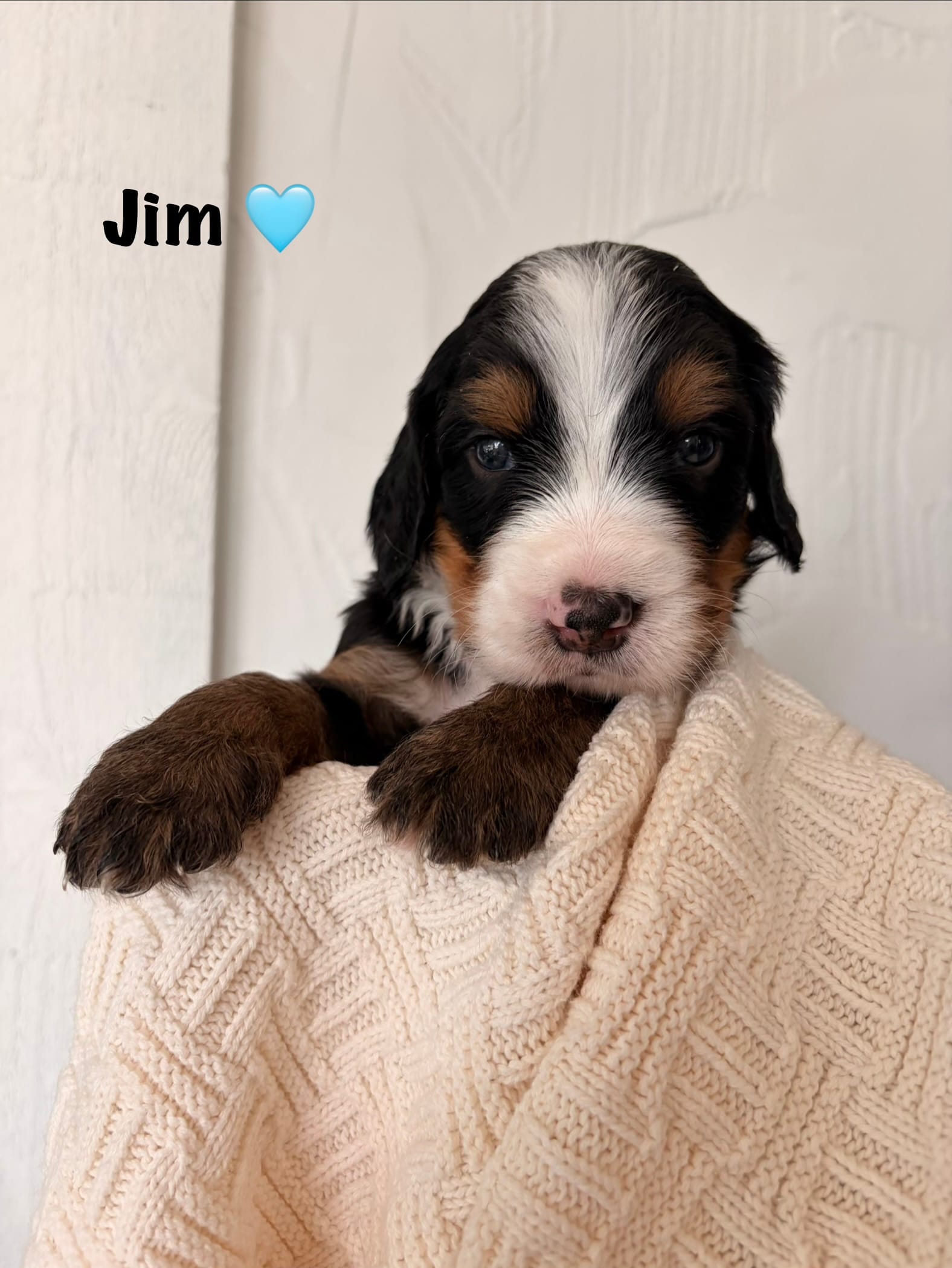Jim – Bernedoodle puppy for sale in Dillsboro, IN