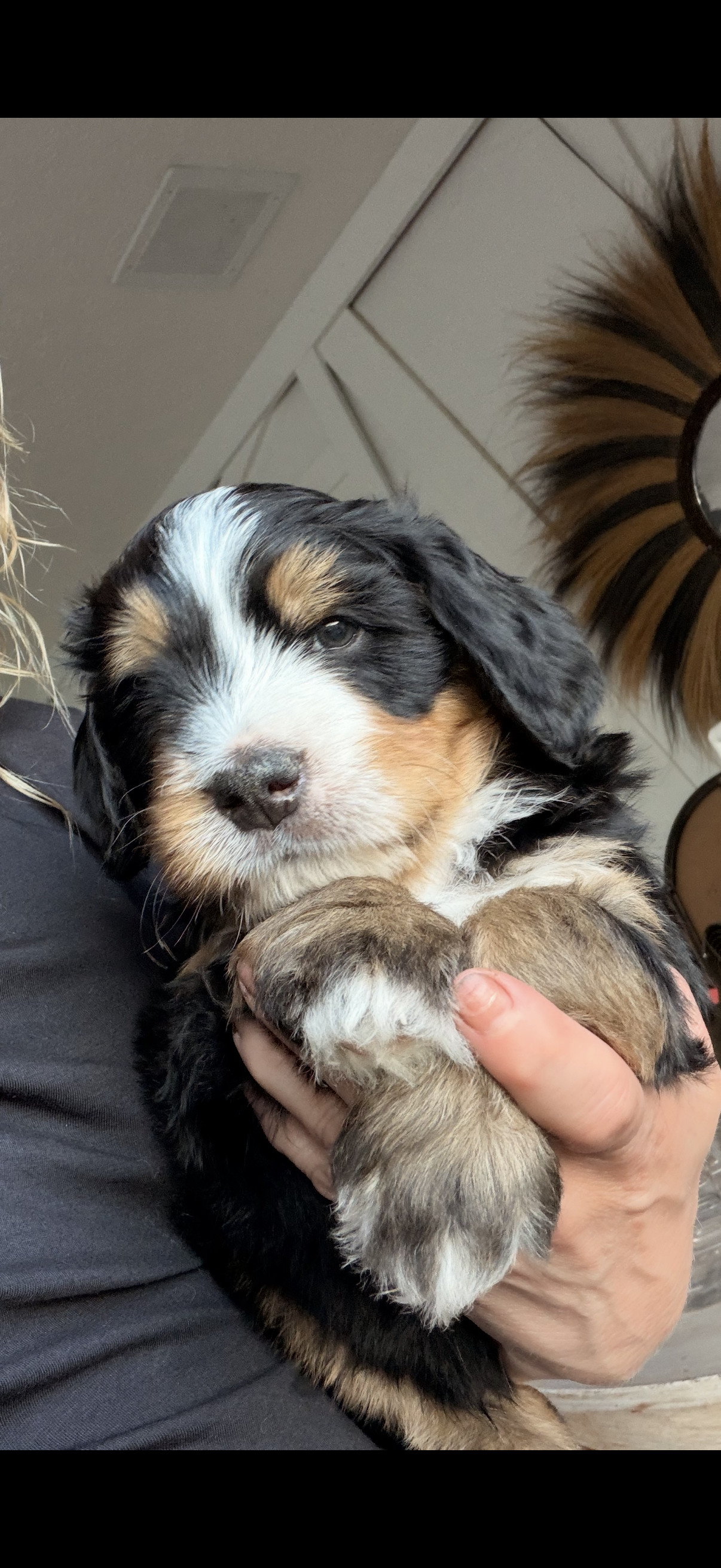 Kevin – Bernedoodle puppy on hold in Dillsboro, IN