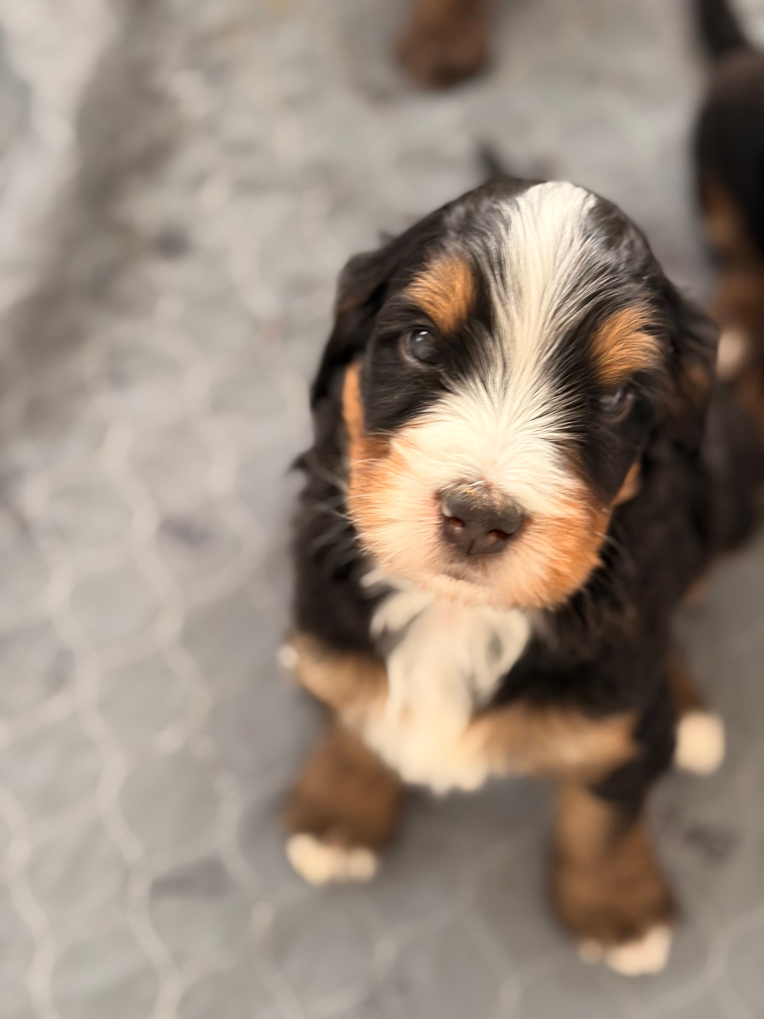 Michael – Bernedoodle puppy for sale in Dillsboro, IN