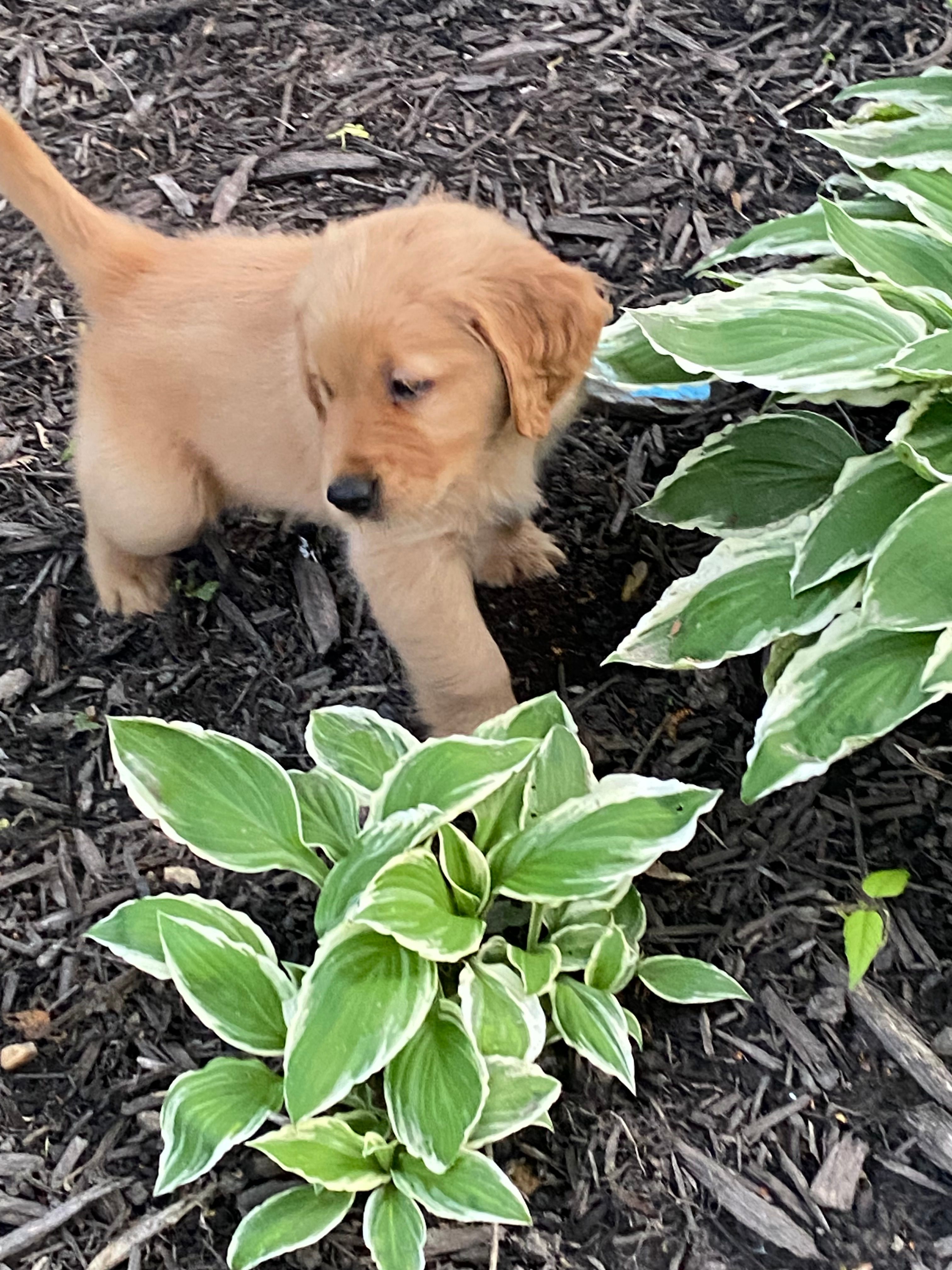 Cookie - lt blue collar – Golden Retriever puppy for sale in Buffalo, NY