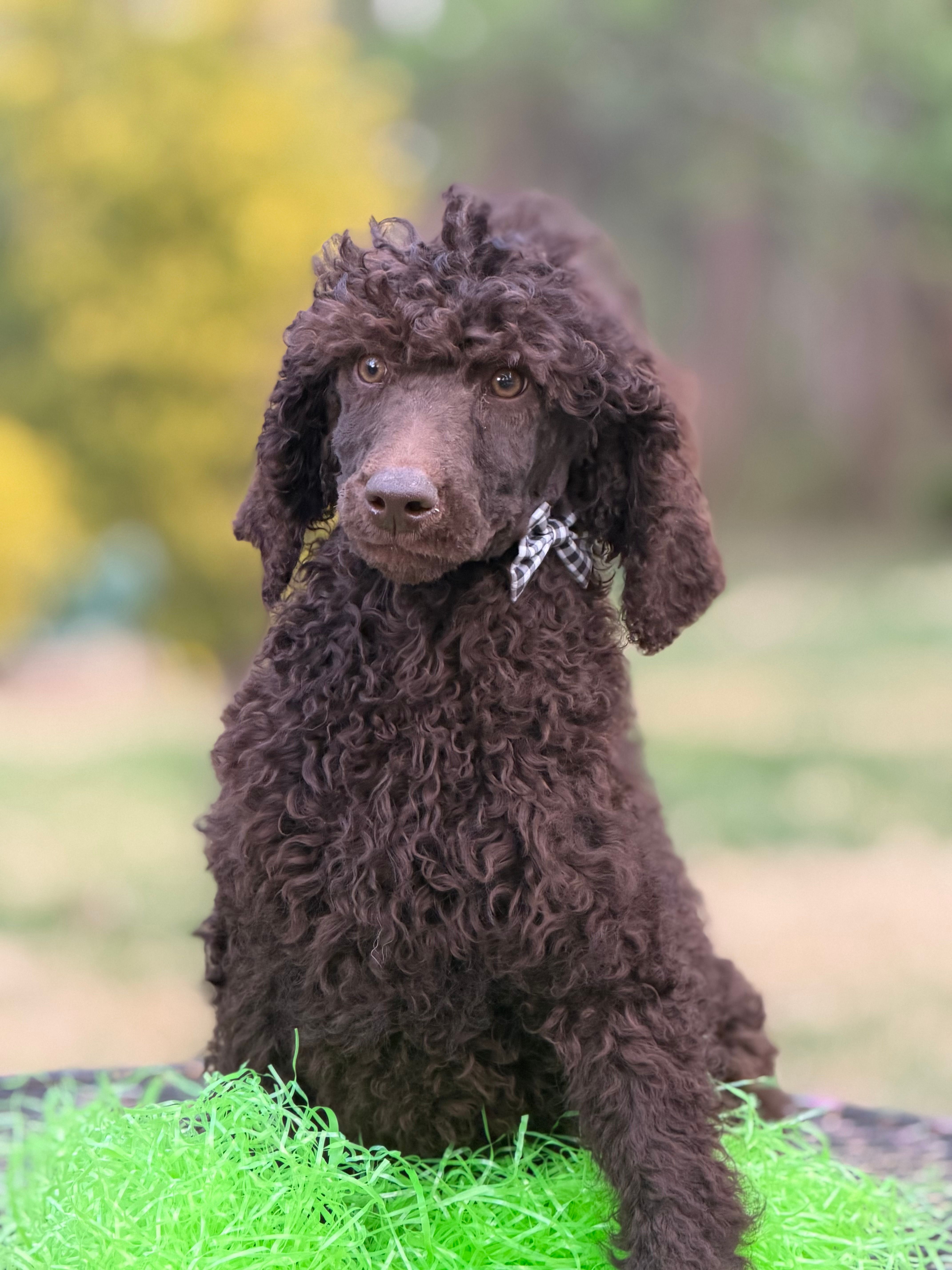 Reeses – Poodle - Standard  puppy for sale in Charlottesville, VA