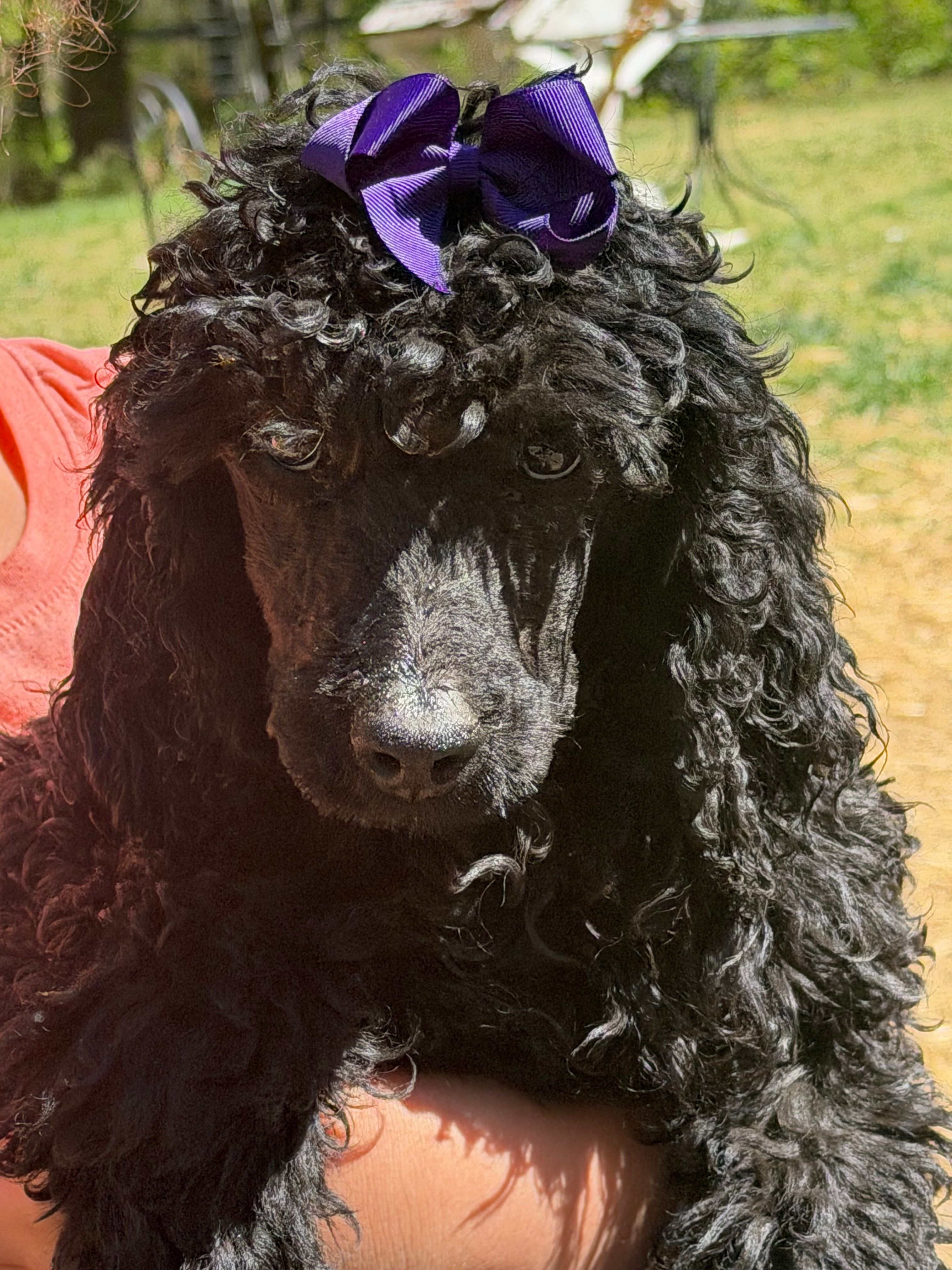 Lily bell  – Poodle - Standard  puppy for sale in Charlottesville, VA