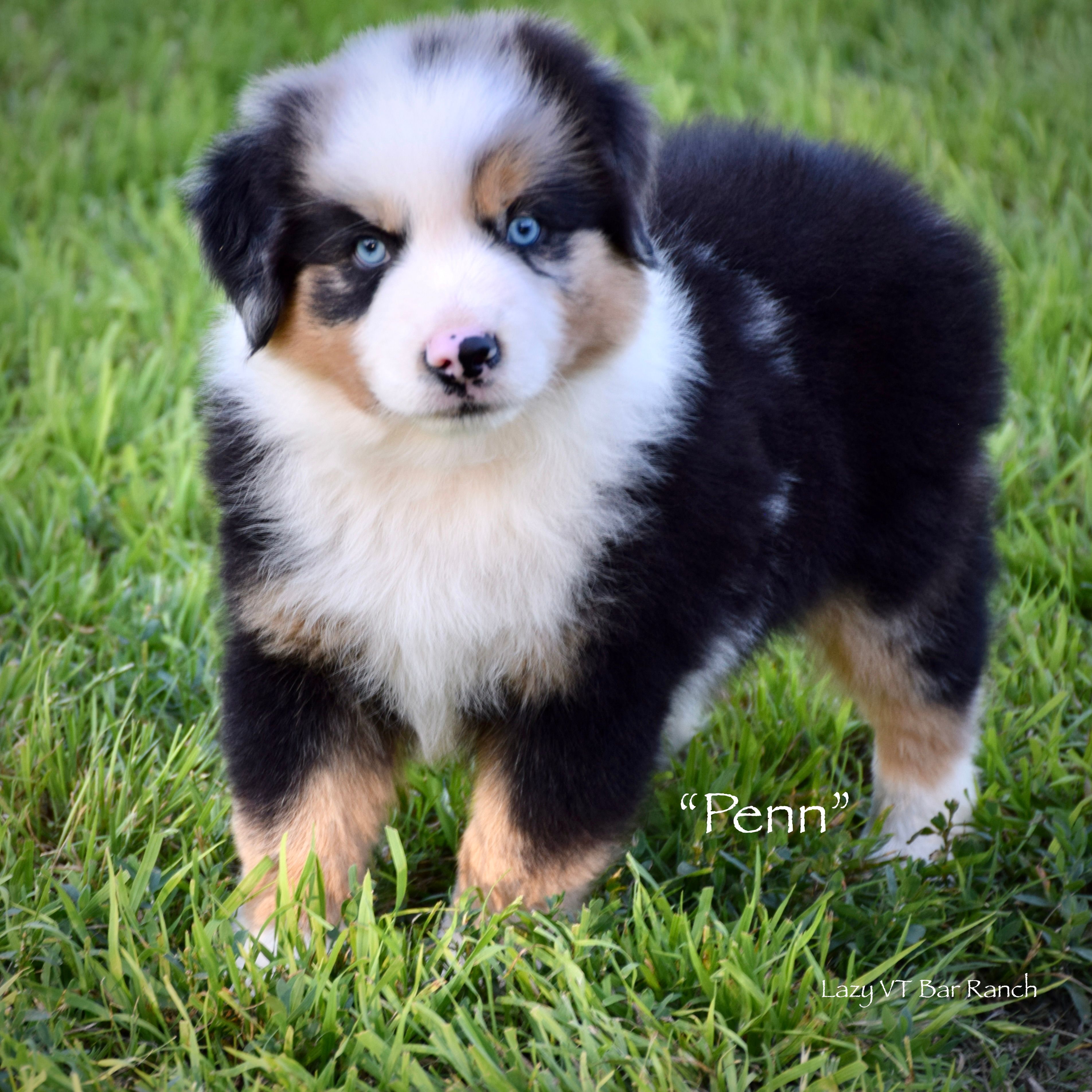 Penn – Miniature Australian Shepherd puppy for sale in Evant, TX