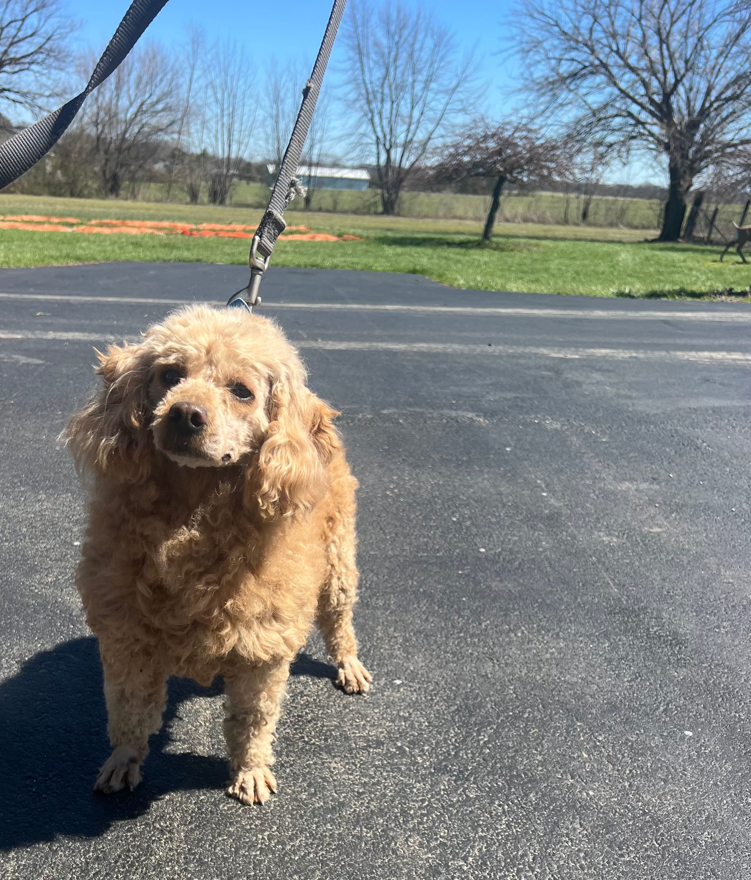 Able – Poodle - Miniature  puppy for sale in New Lebanon, OH