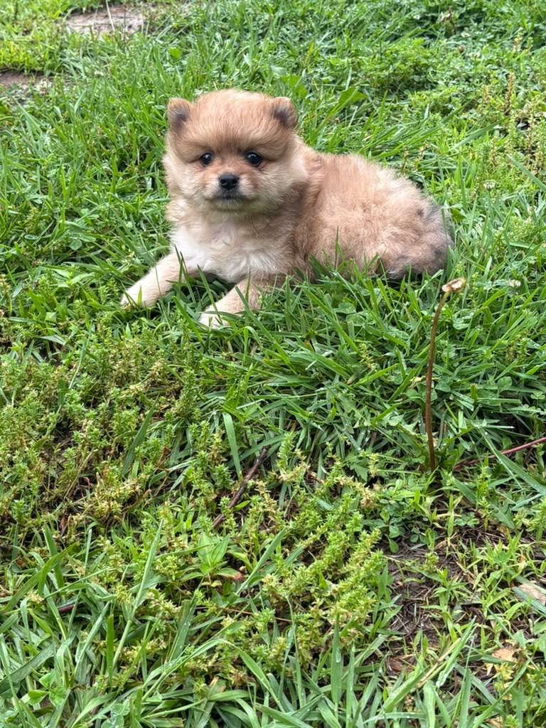 Teddy – Pomeranian puppy for sale in Versailles, MO
