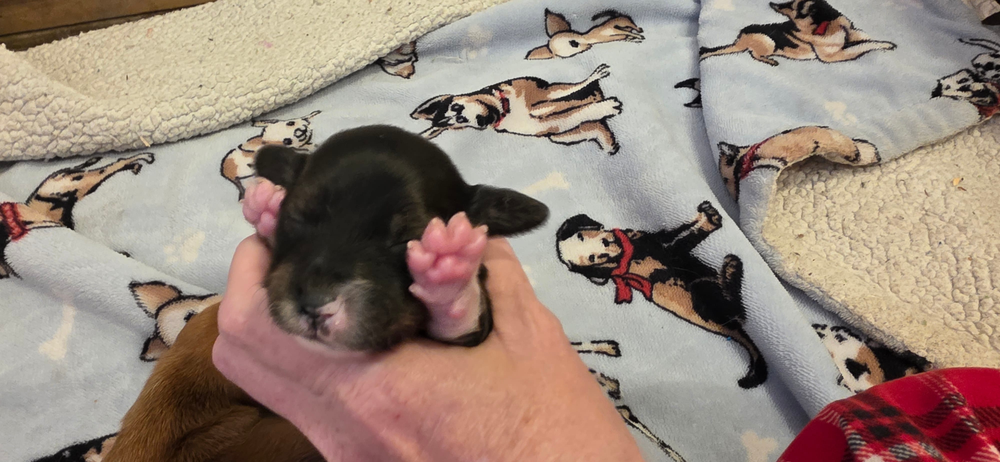 Girl  dark brindle white – Miniature Dachshund puppy for sale in Centerville, IA