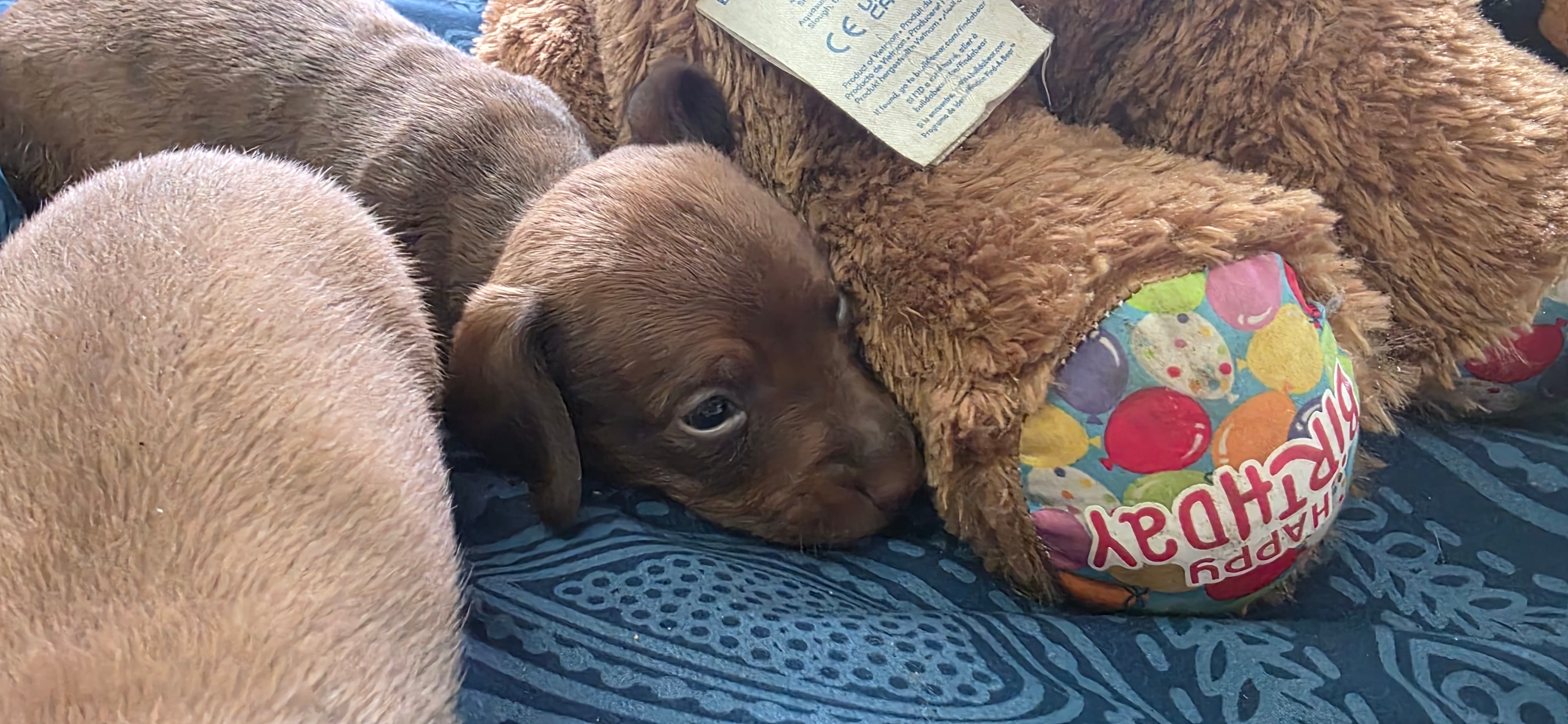 Boy 1 – Miniature Dachshund puppy for sale in Centerville, IA