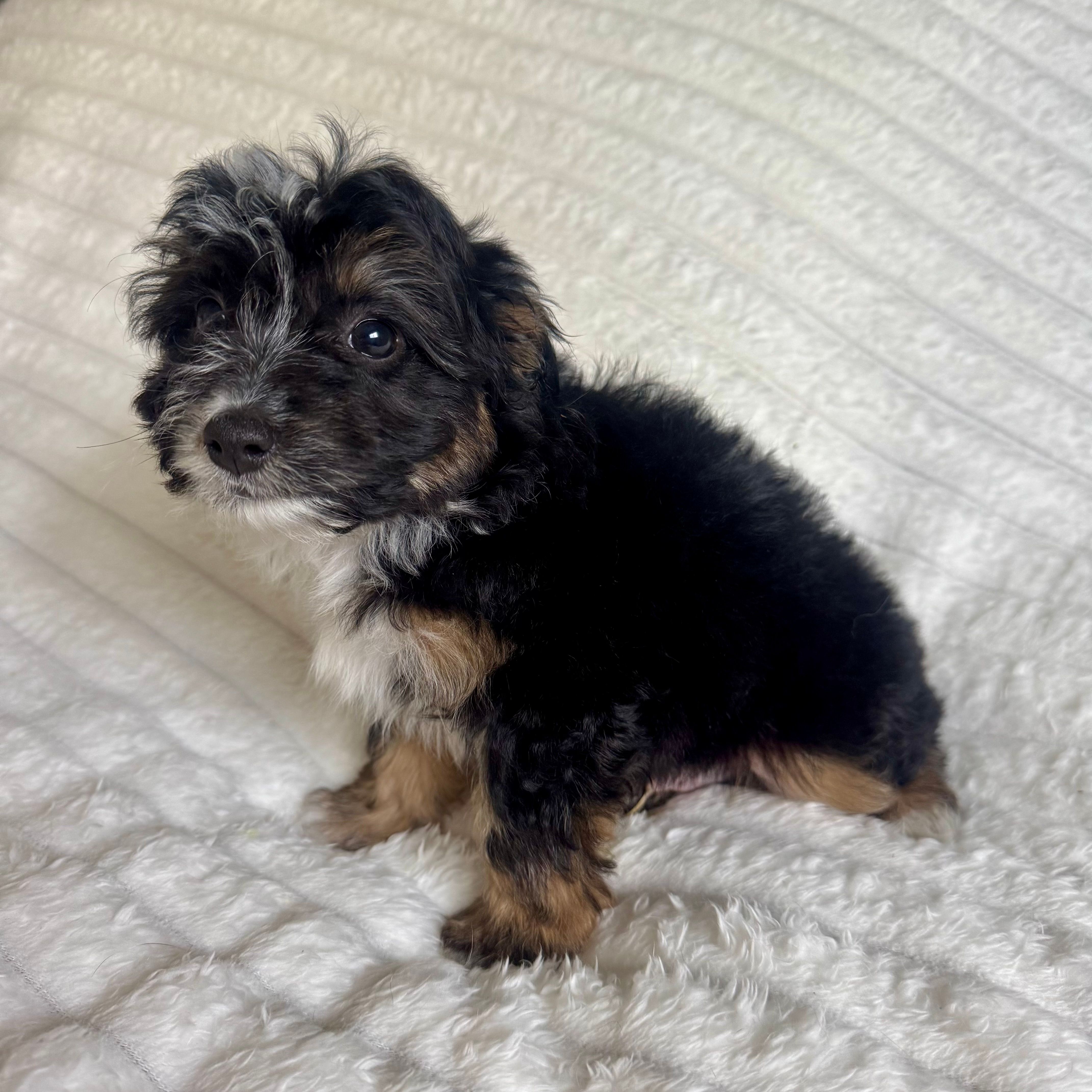 Jake – Miniature Aussiedoodle puppy for sale in Macomb Township, MI