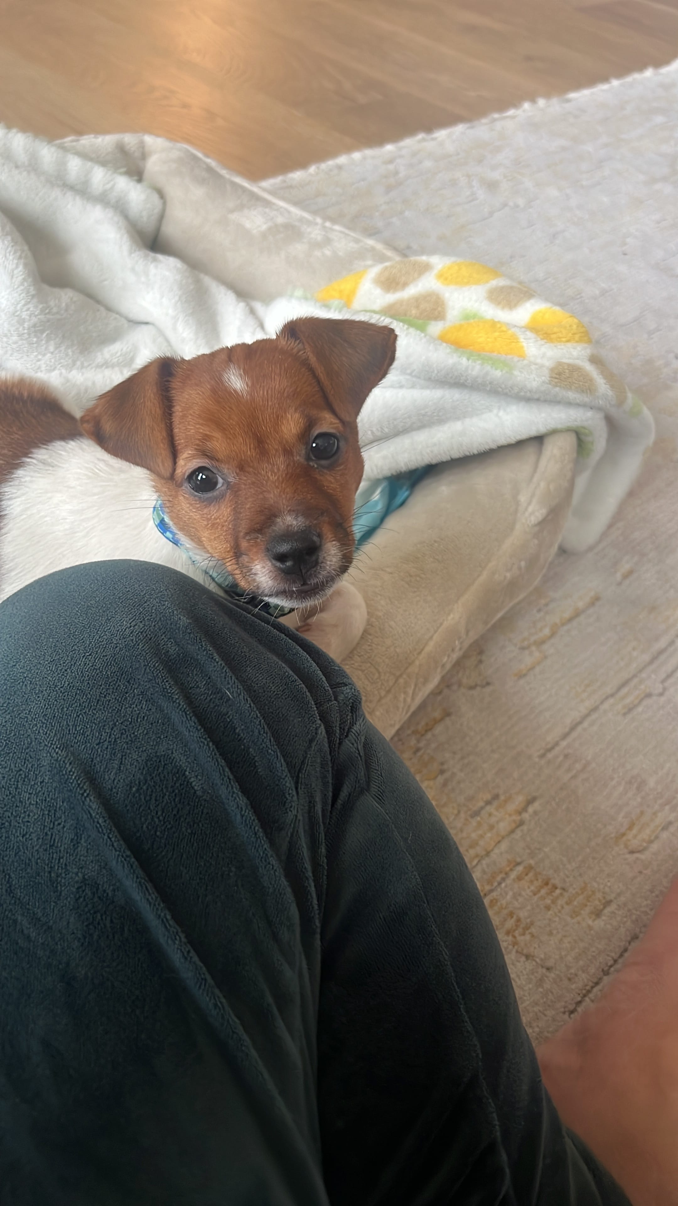 Jasmine  – Jack Russell Terrier puppy for sale in Maple Grove, MN
