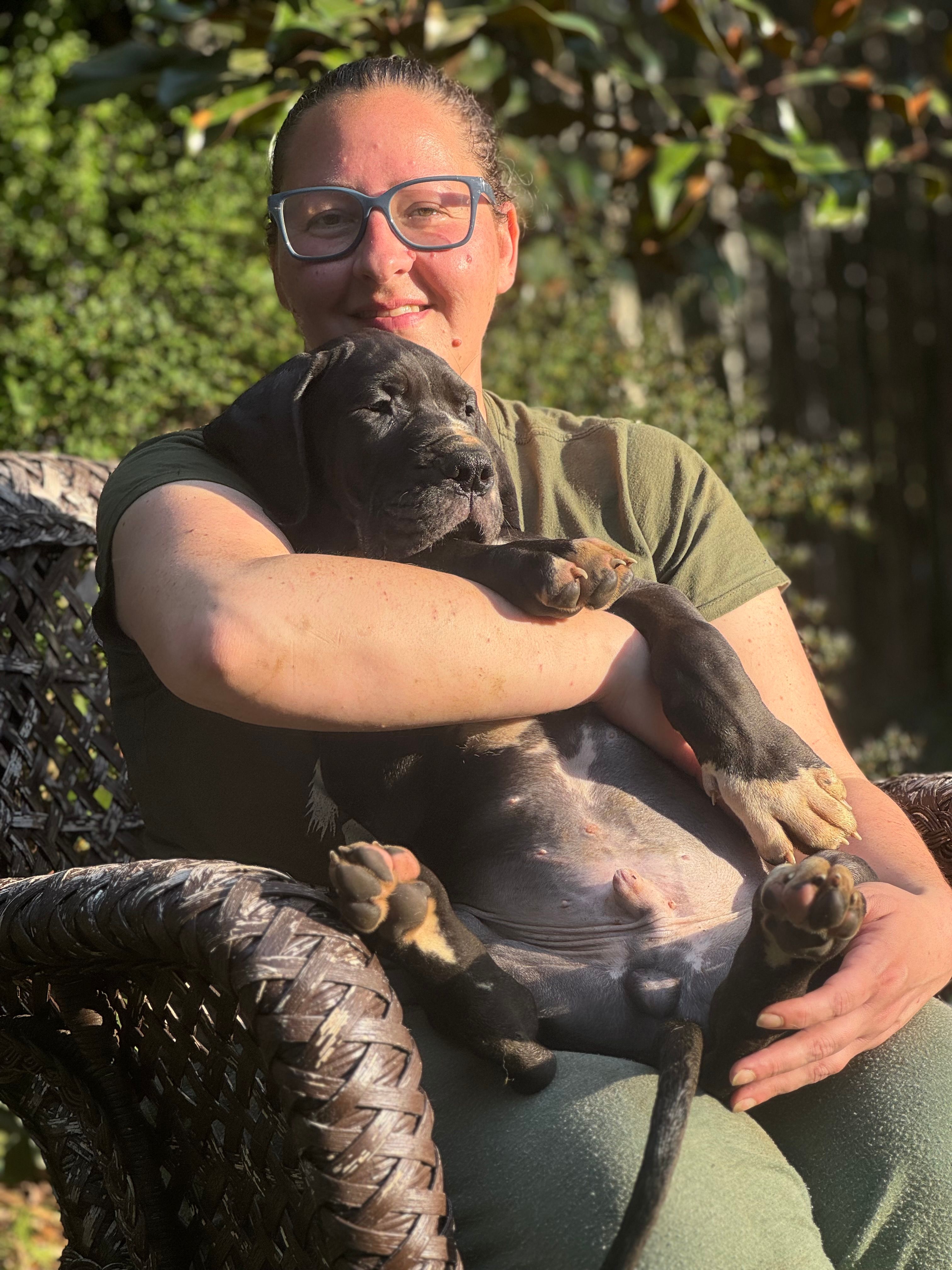 Cesare Von RHAAL – Great Dane puppy for sale in Annapolis, MD