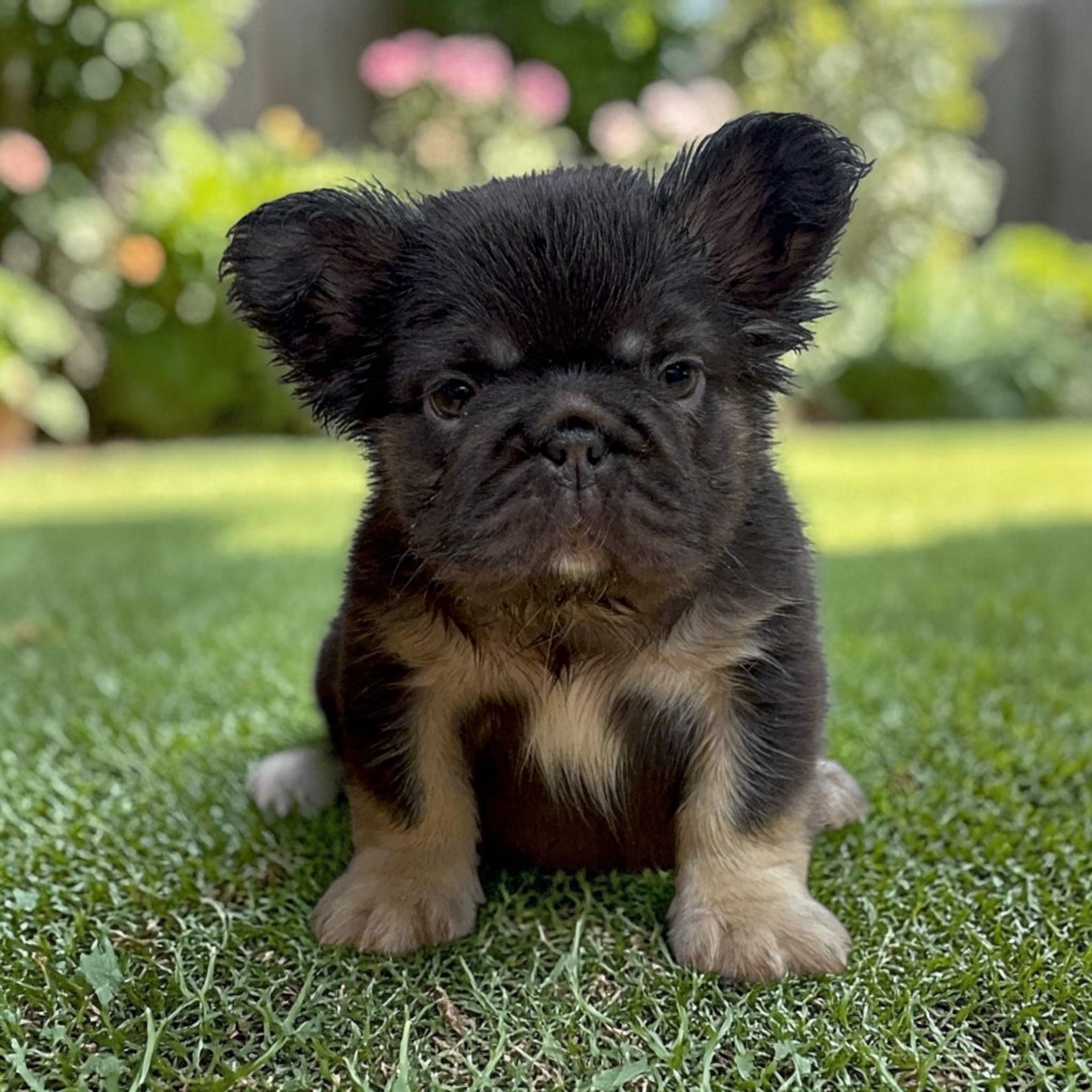 COCO – French Bulldog puppy for sale in Alsip, IL
