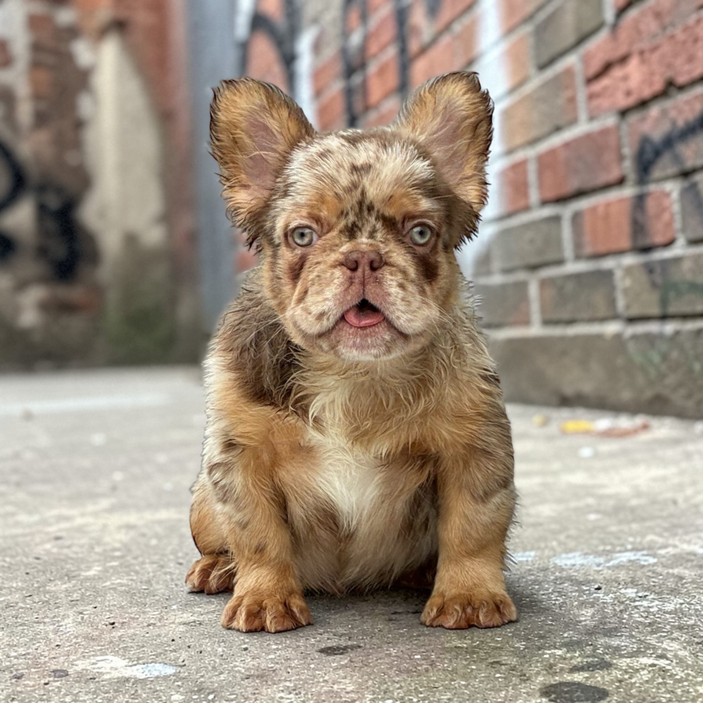 Marvel  – French Bulldog puppy for sale in Alsip, IL