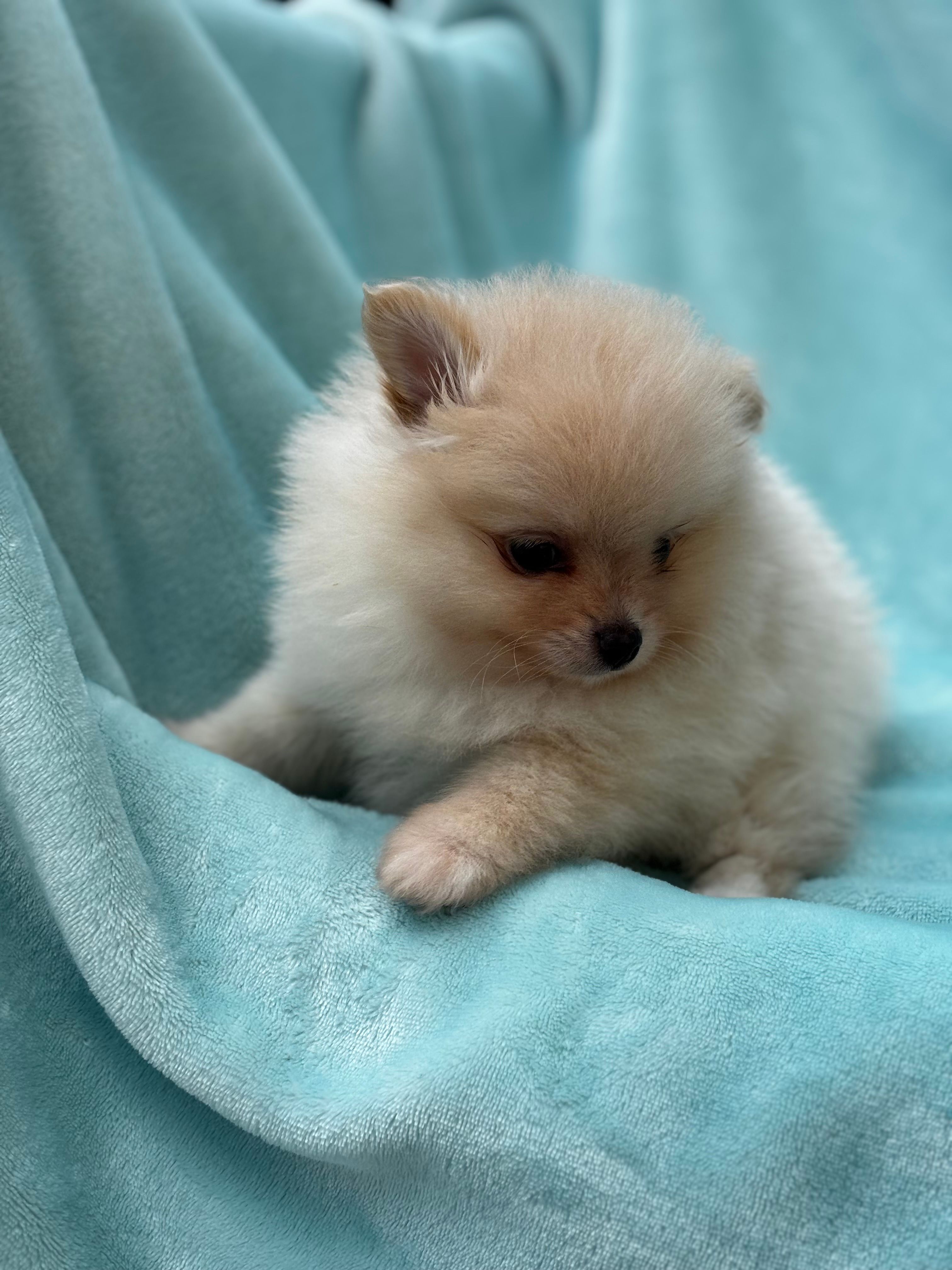 Frappuccino – Pomeranian puppy for sale in Greenville, SC