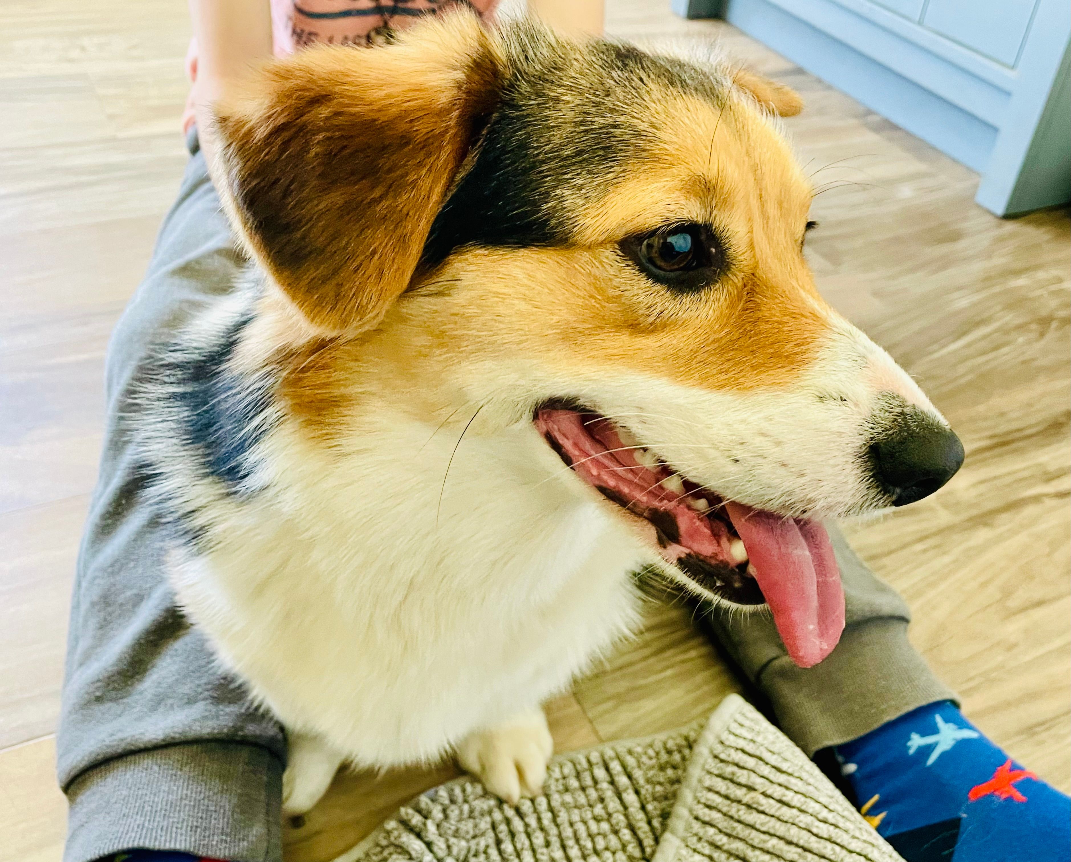 Bella (AKC Triple Clear) – Pembroke Welsh Corgi puppy for sale in Fredericktown, MO