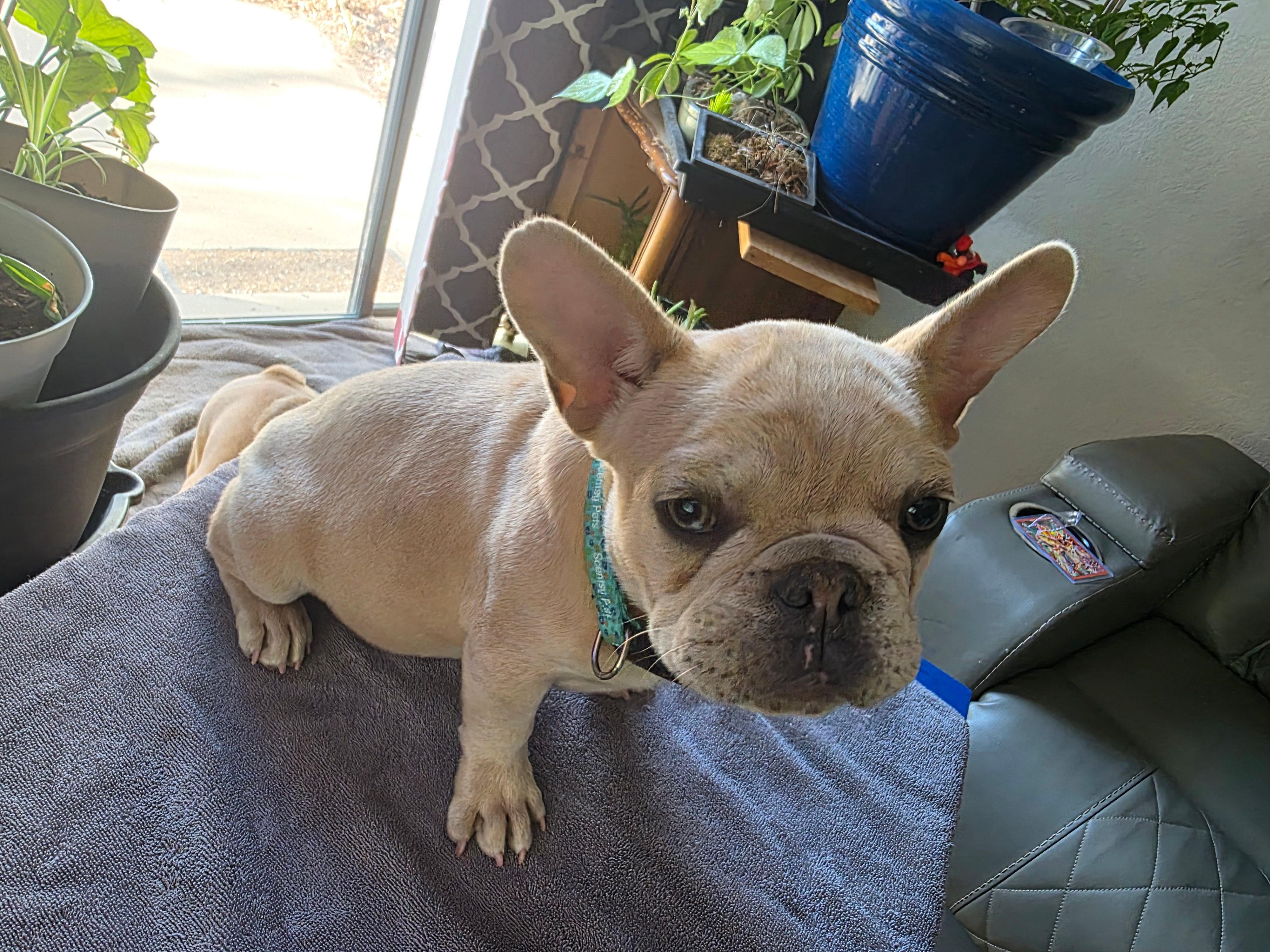 Kibble – French Bulldog puppy for sale in Greeley, CO