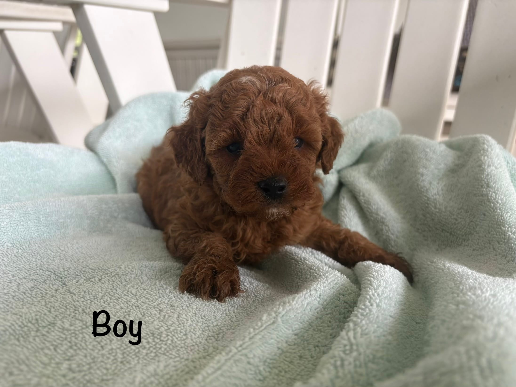 Cavapoo  – Cavapoo puppy for sale in Bakersville, NC