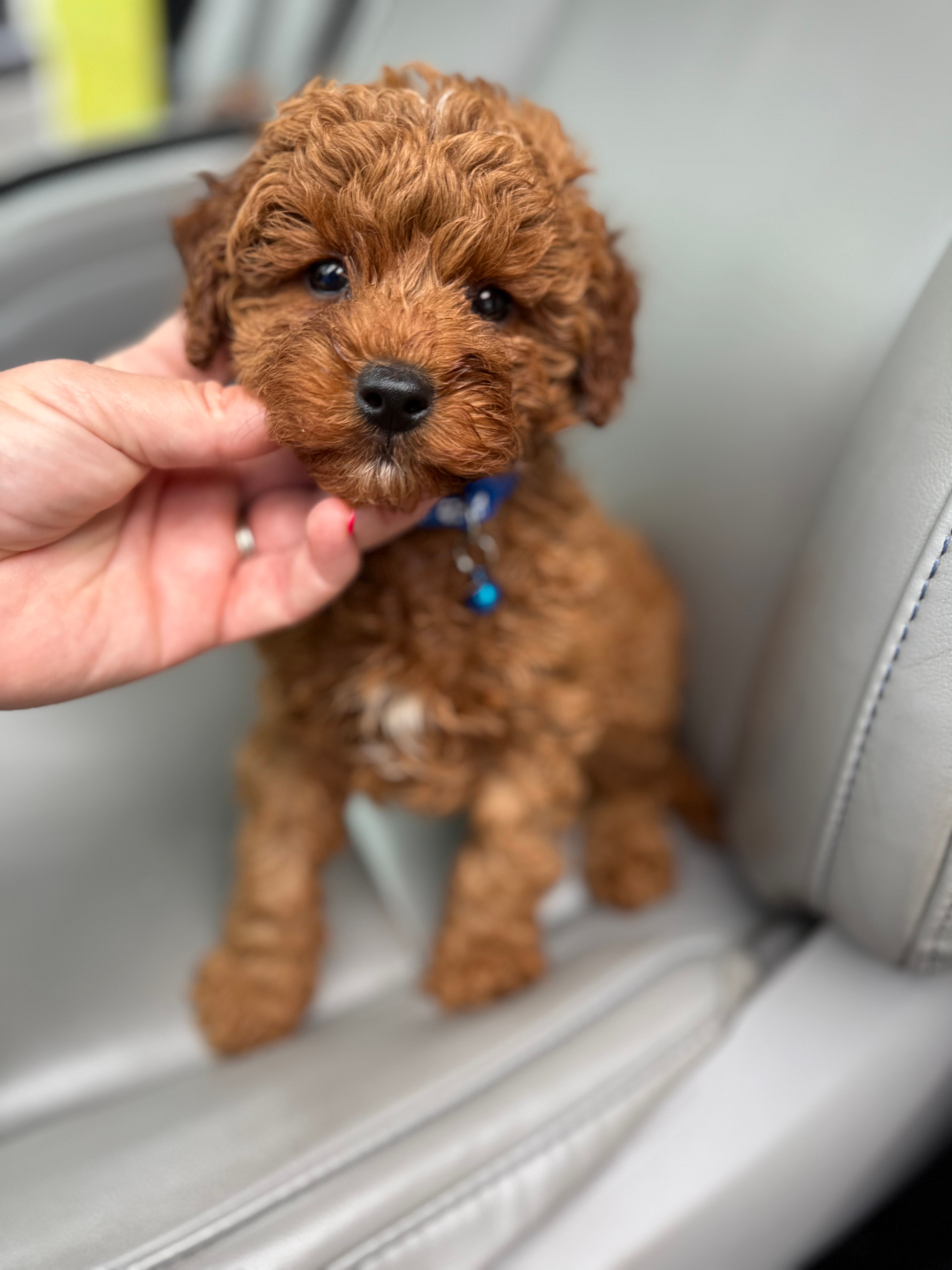 Cavapoo  – Cavapoo puppy for sale in Bakersville, NC